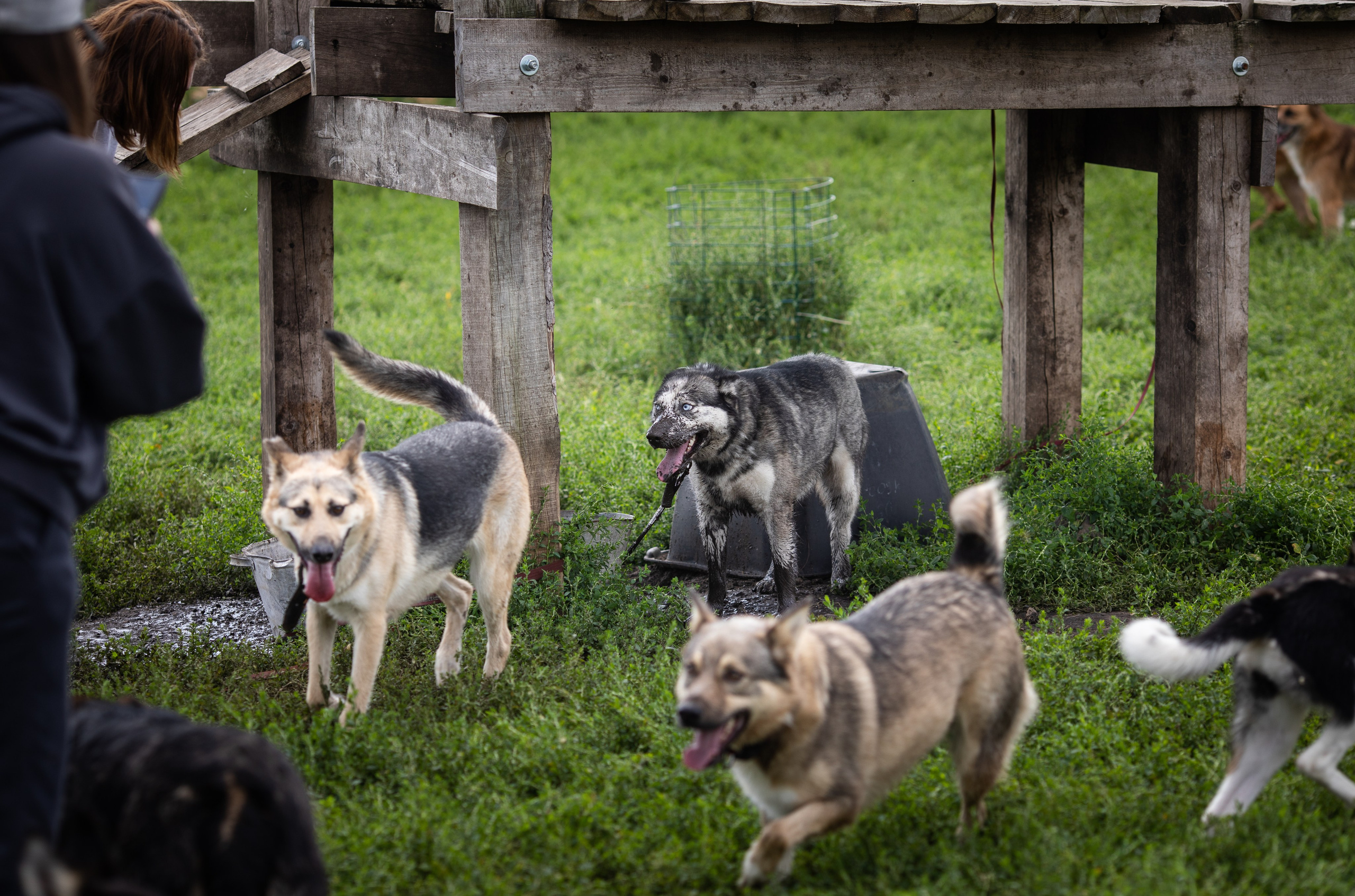 Приют — Наш дом. Репортажный и свадебный фотограф в Челябинске Елисеев Павел