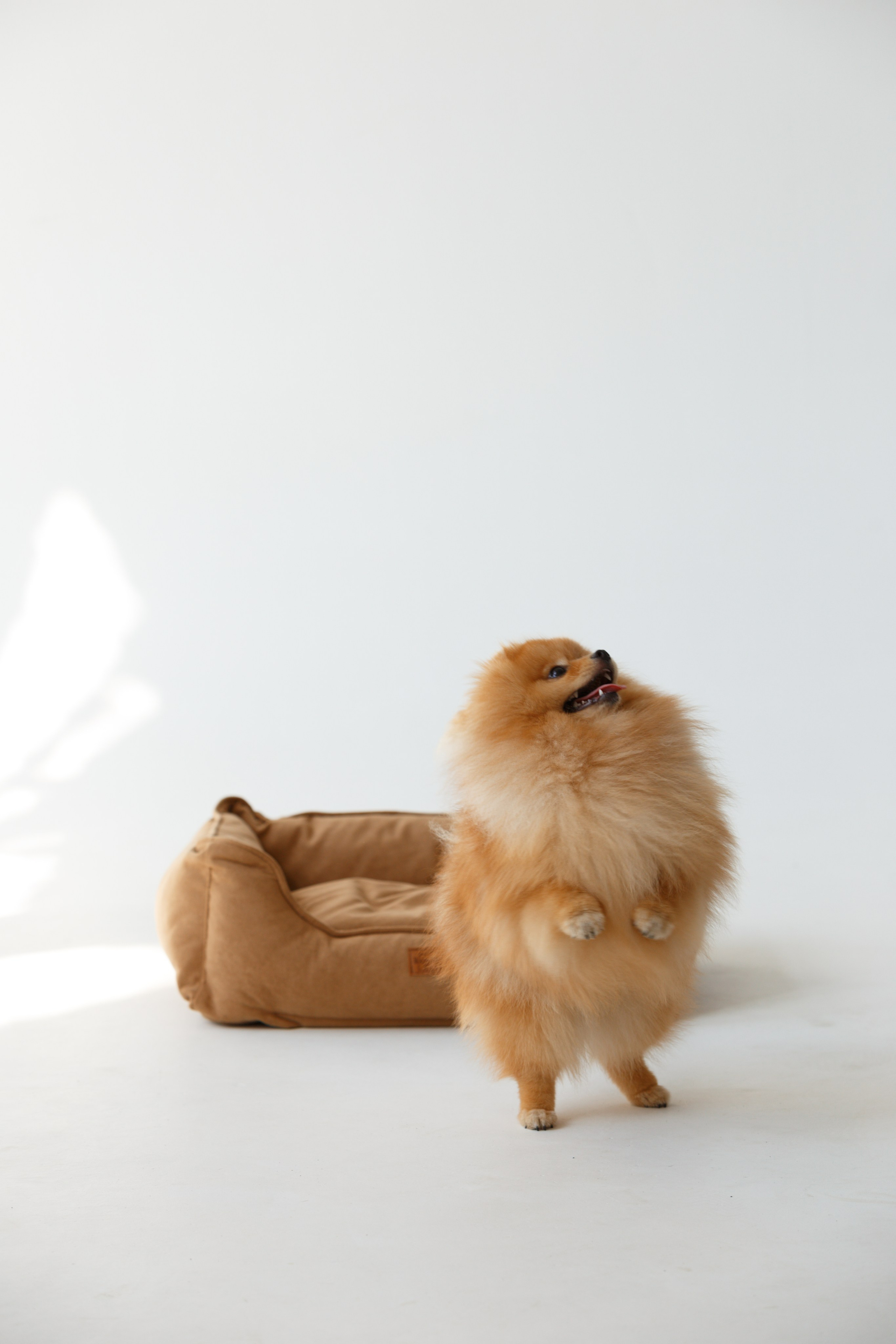 Boonwood Pets лежанки для животных. Фотограф анималист Кристина Карпова, Москва