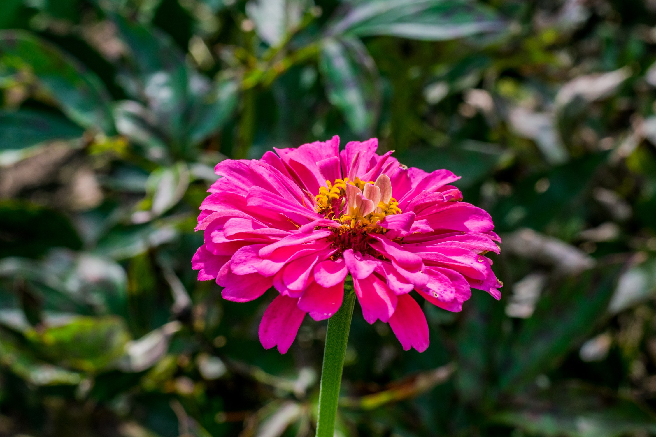 Антон Курдюмов фотограф в Хабаровске Рина Курдюмова фото27 foto27 Антон Дорофеев репортажный репортаж документалист Тони и Рина фотосоздатели Виноградники Хехцир 2024 Хабаровск виноград дикий фермер фермерство дачный сезон