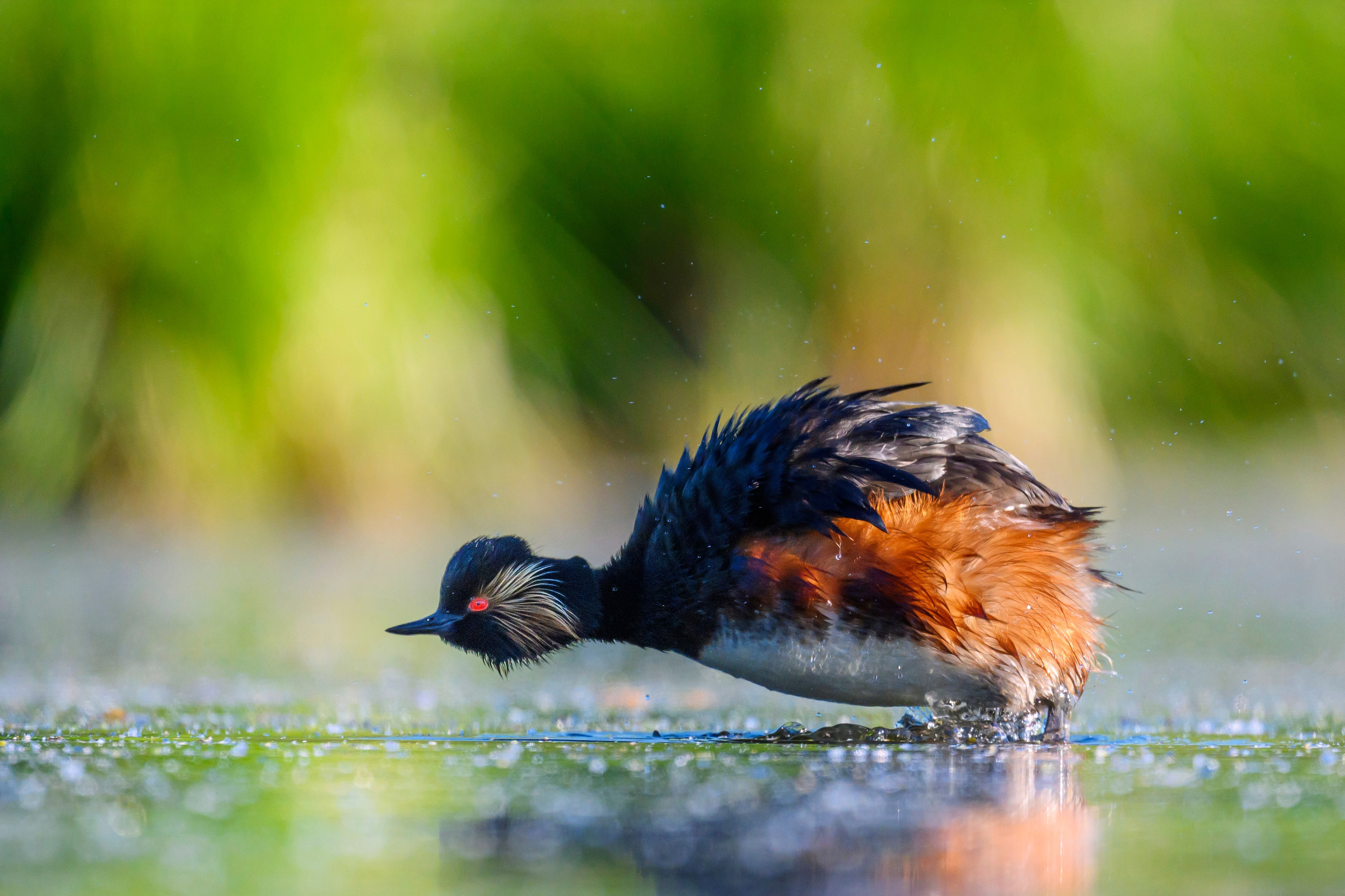 Пополнение у поганок. Фотограф Сергей Пупонин