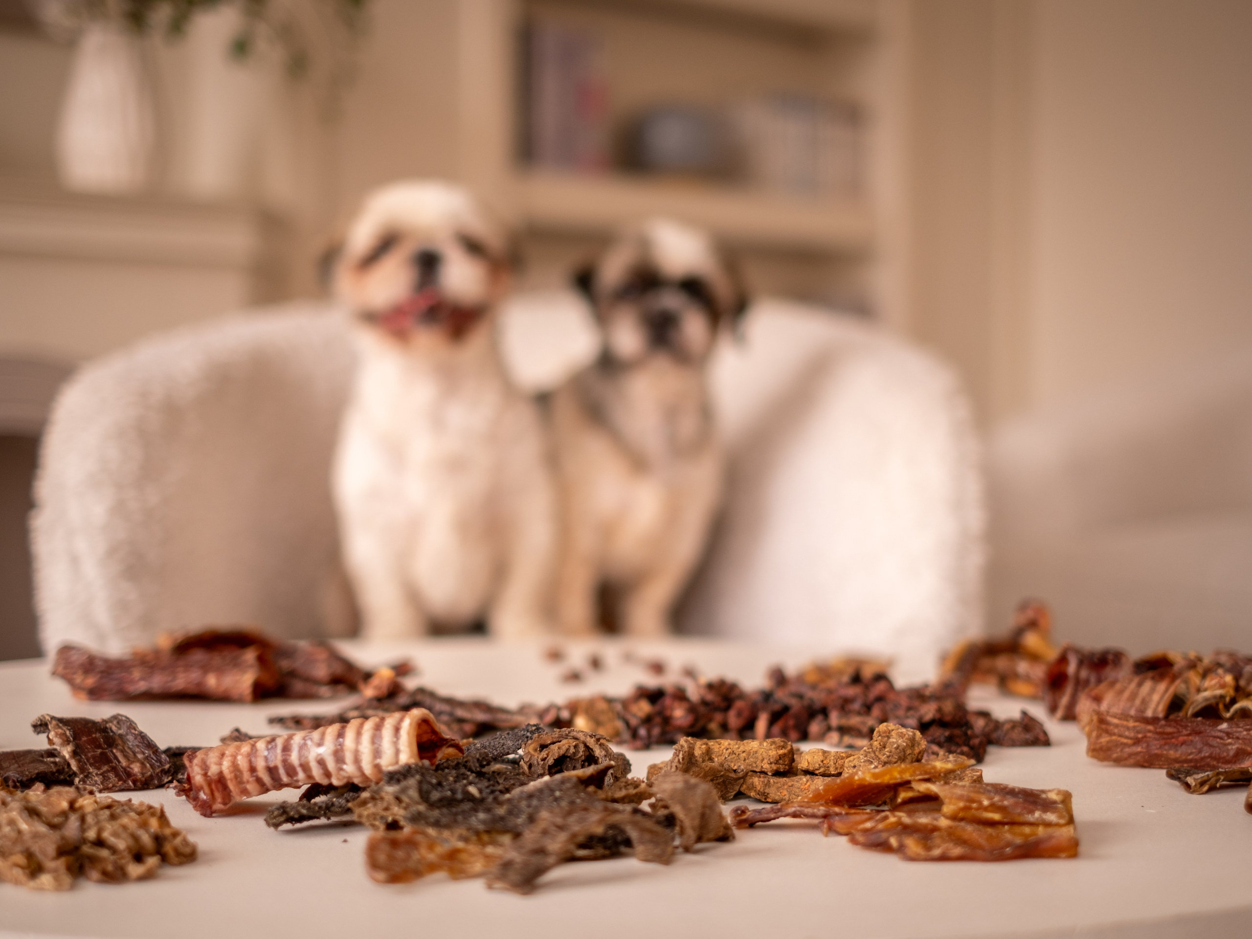 Съёмка для рекламной кампании лакомств для собак (для Григория)!. Зоофотограф, фотограф животных в Москве и области Дина Дамоцева