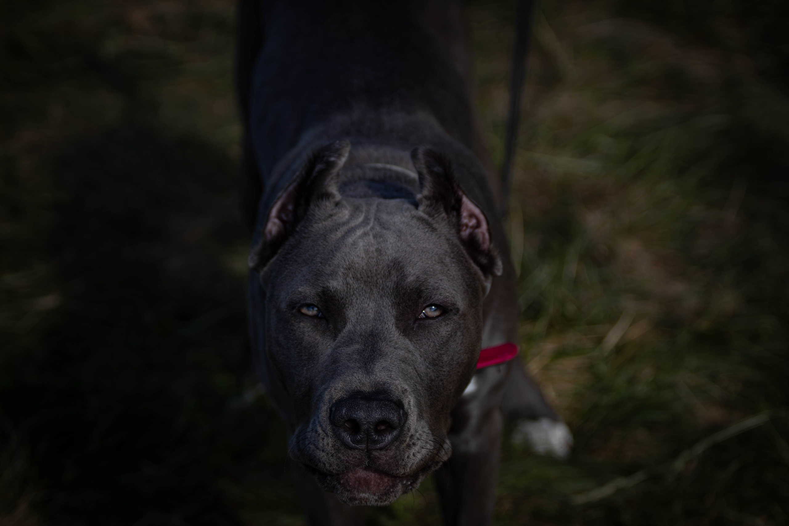 Хвостатый Драйв 2024. Фотограф анималист — Тула, Москва