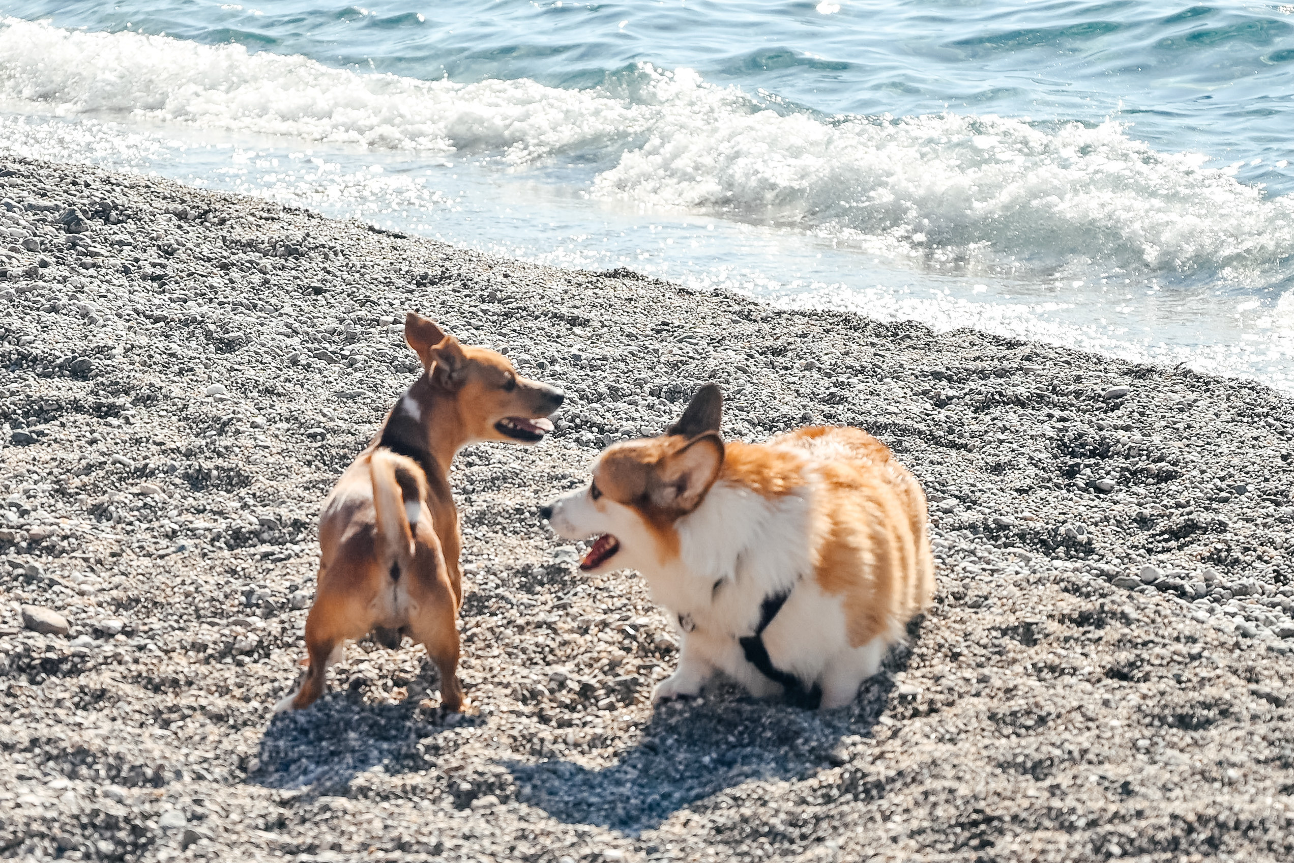 Dottt barbeque. Photo & Video production, in Bishkek, Kyrgyzstan