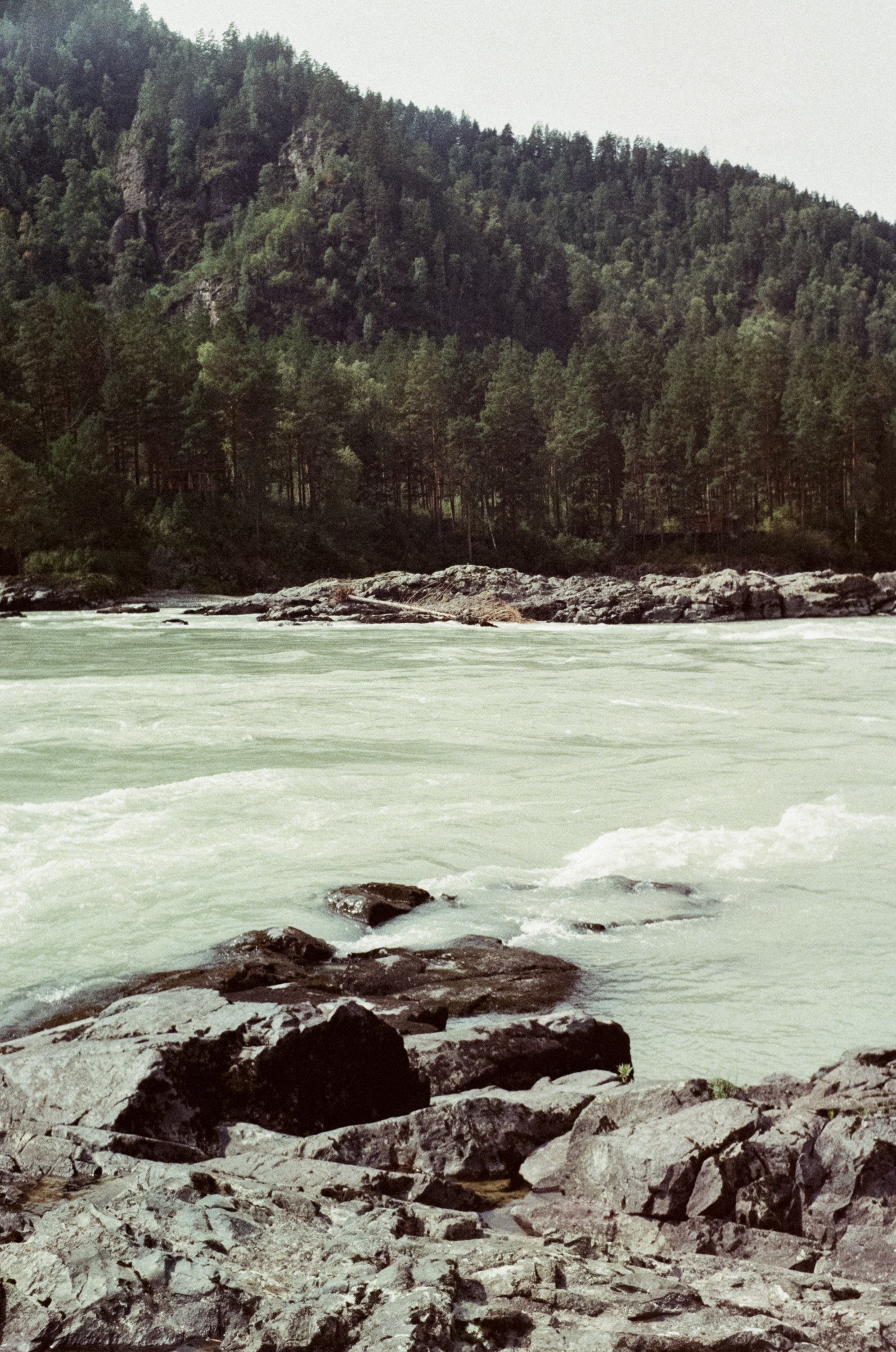 Горно-алтайский ботанический сад, база Кедровый остров / 27 августа 2024 года