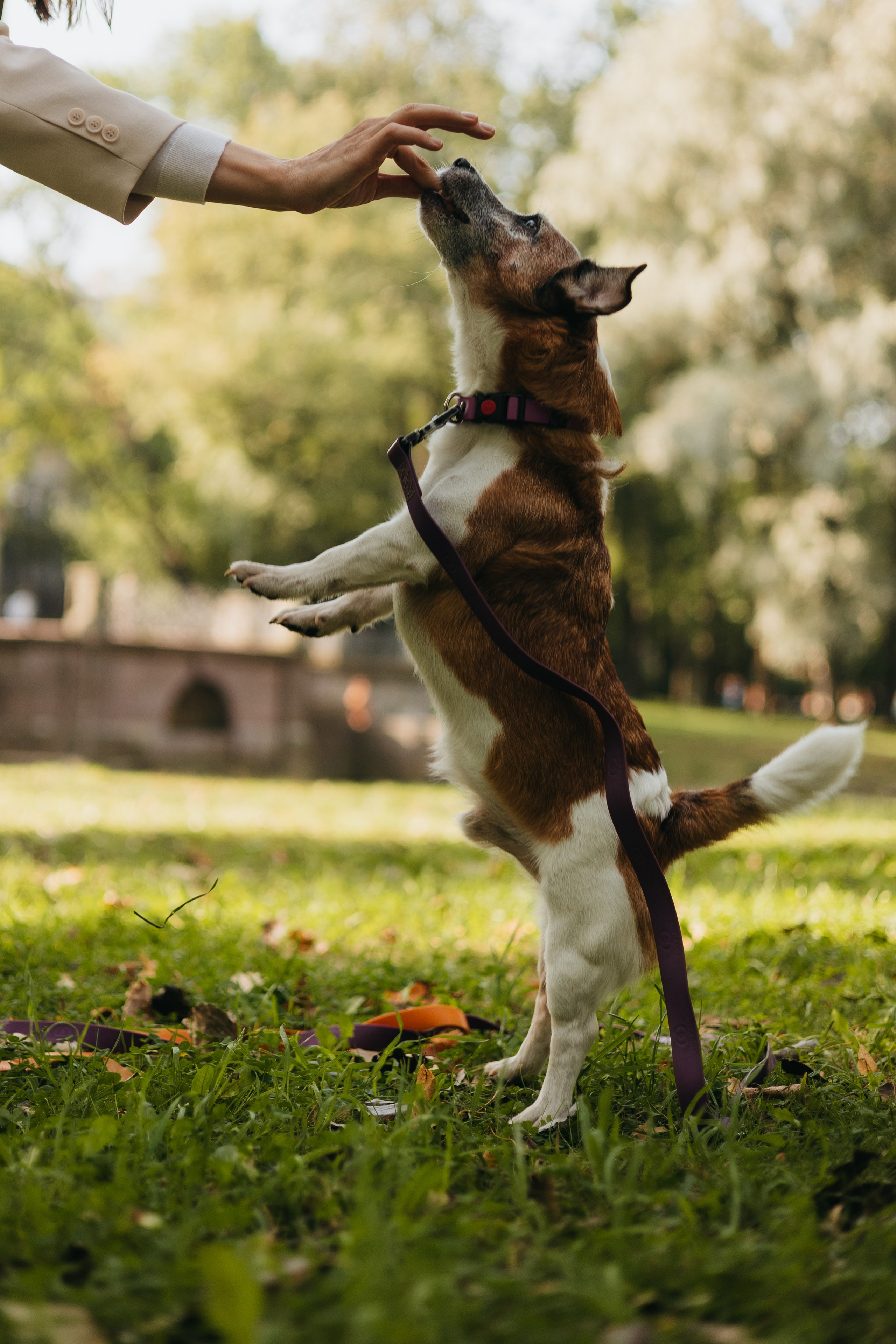 Ольга и Елена, Баркли и Шерлок. Фотограф животных Евгения Верцинская