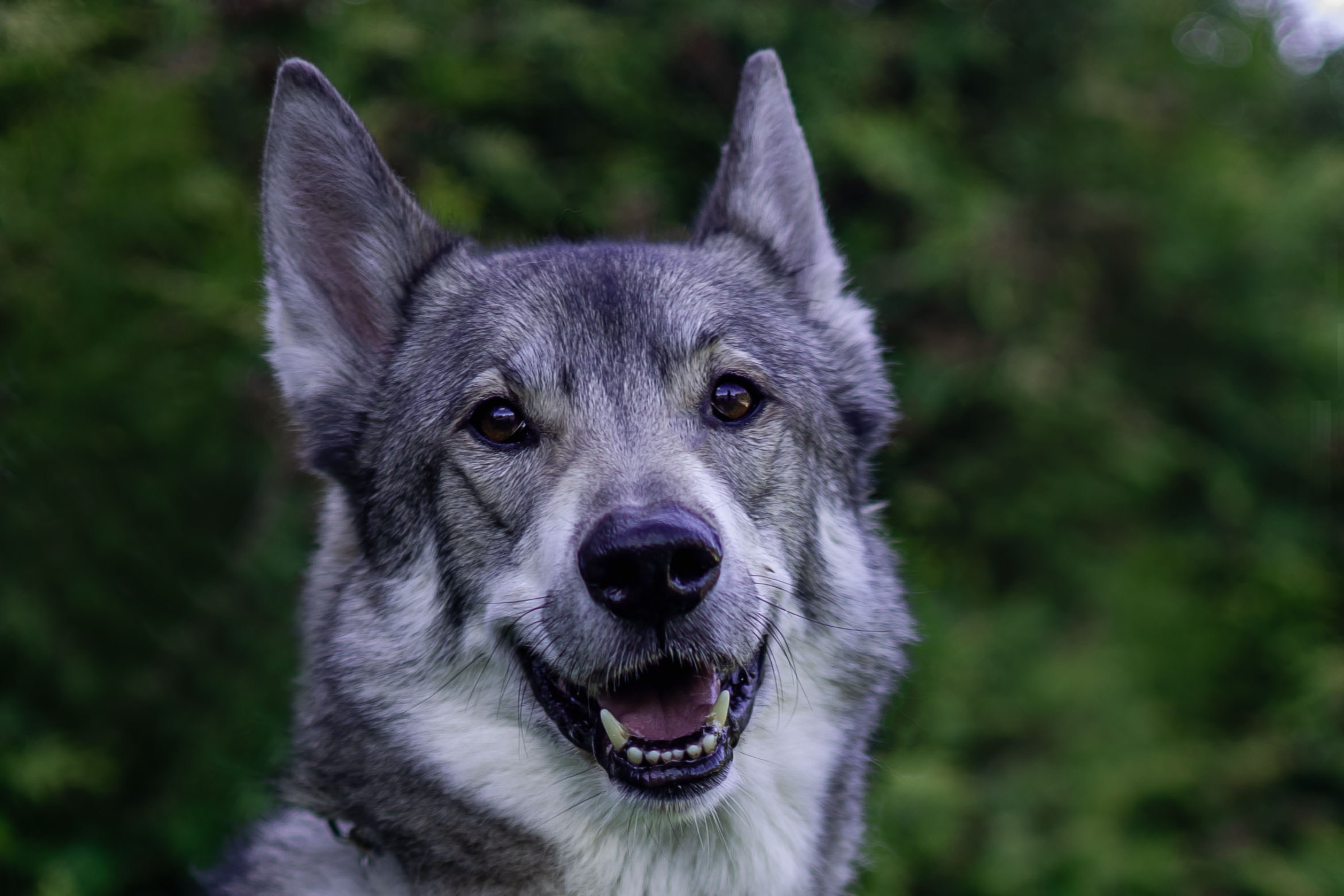 Ксения и Римус. Фотограф животных Евгения Верцинская