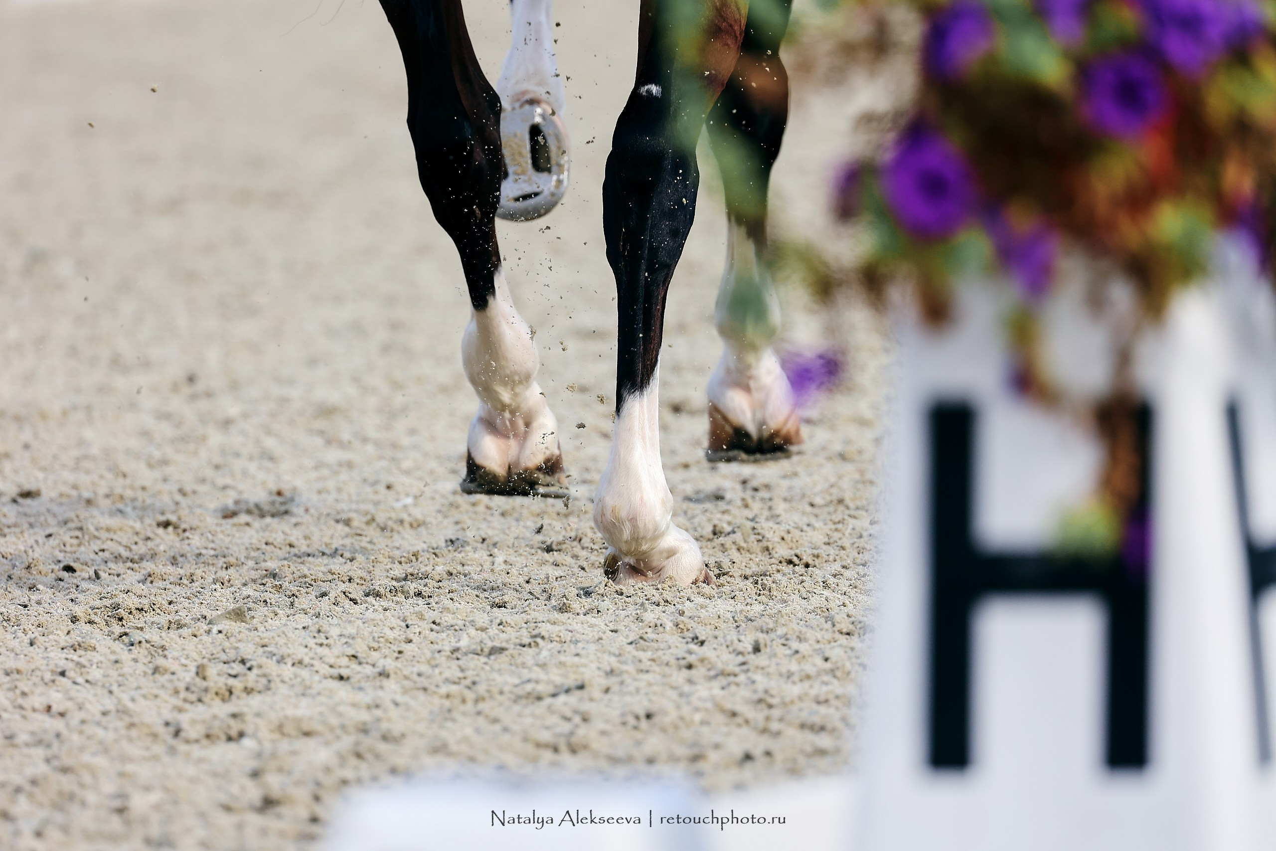 Чемпионат и Первенство России по выездке, Maxima Stables | 09'2023. Репортажный фотограф и ретушер в Москве Наталья Алексеева