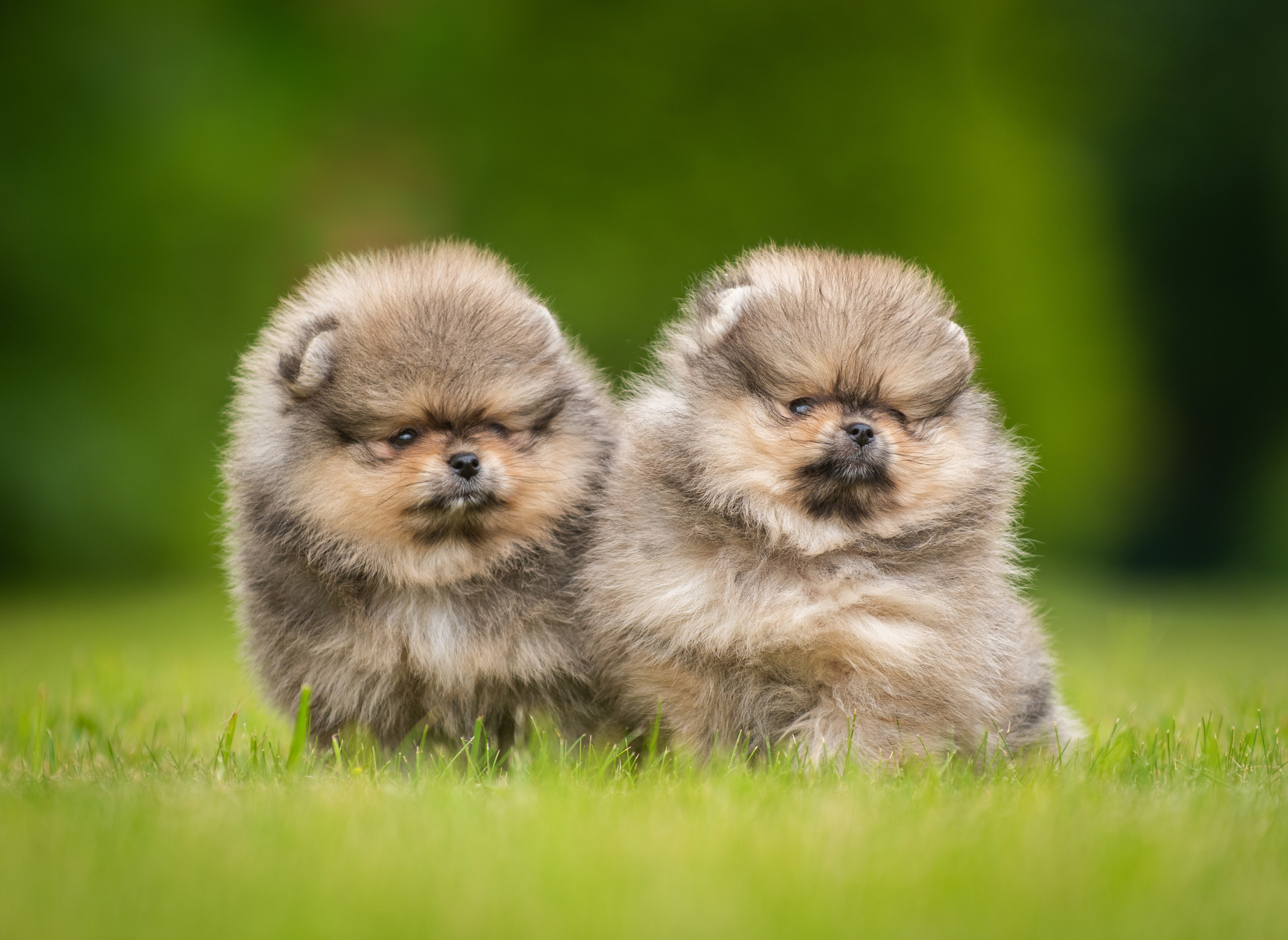 Шпицы щенки. Главная