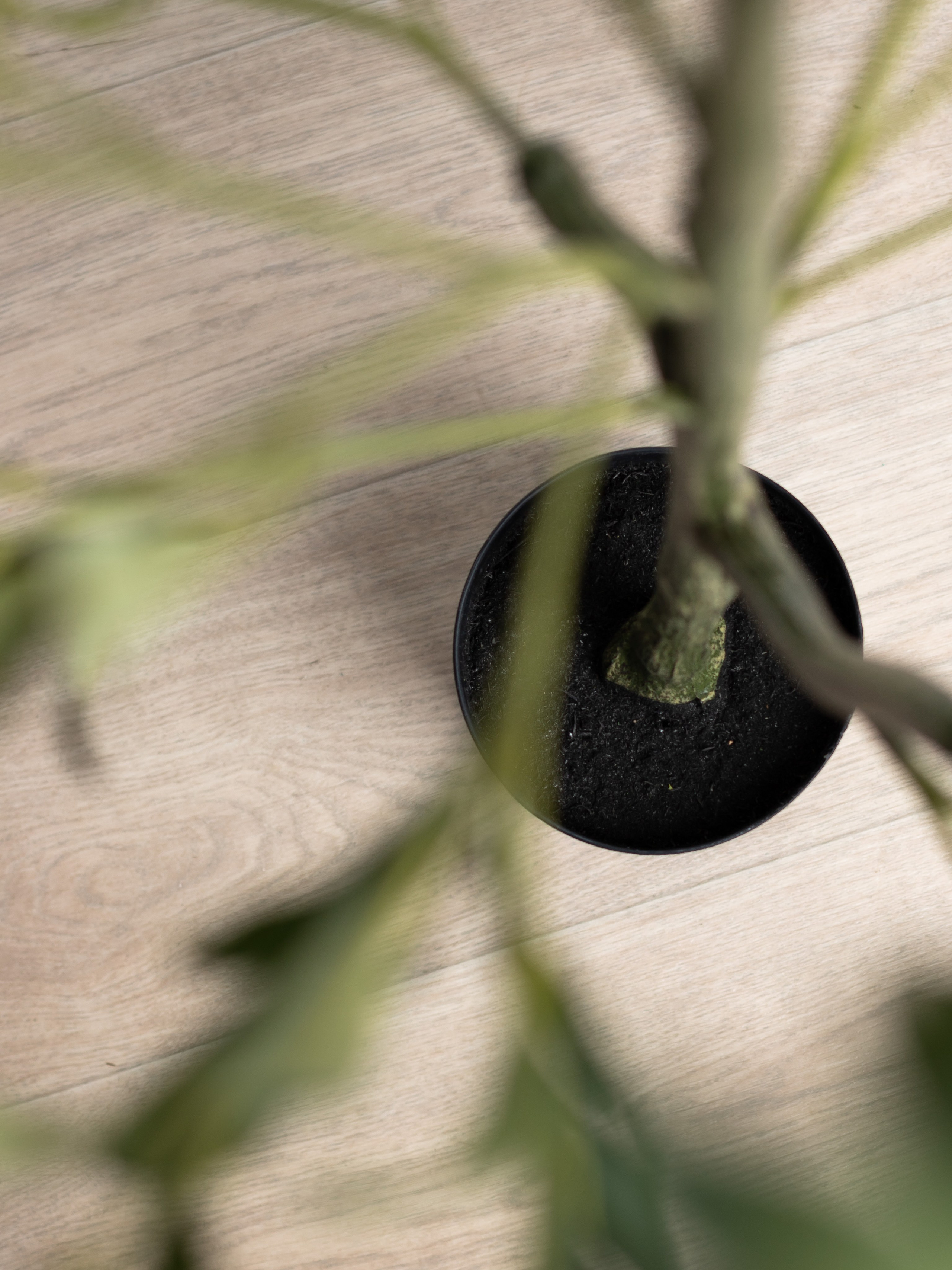 Искусственное дерево. Коммерческий фотограф в Санкт-Петербурге (СПб) Екатерина Панчёха, Панчёшка