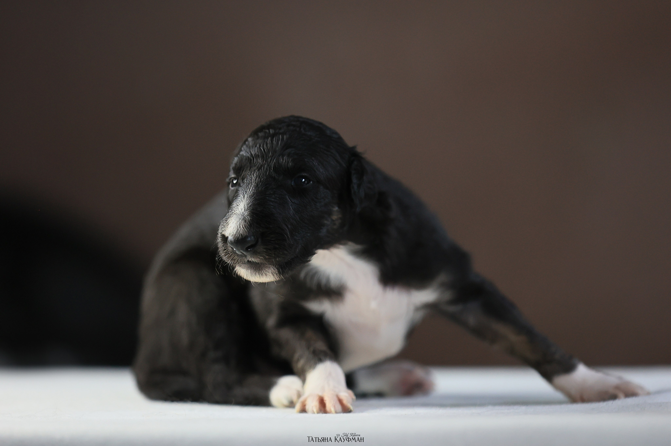 Щенки рпб (3 недели). Фотограф Анималист из Новосибирска Татьяна Кауфман