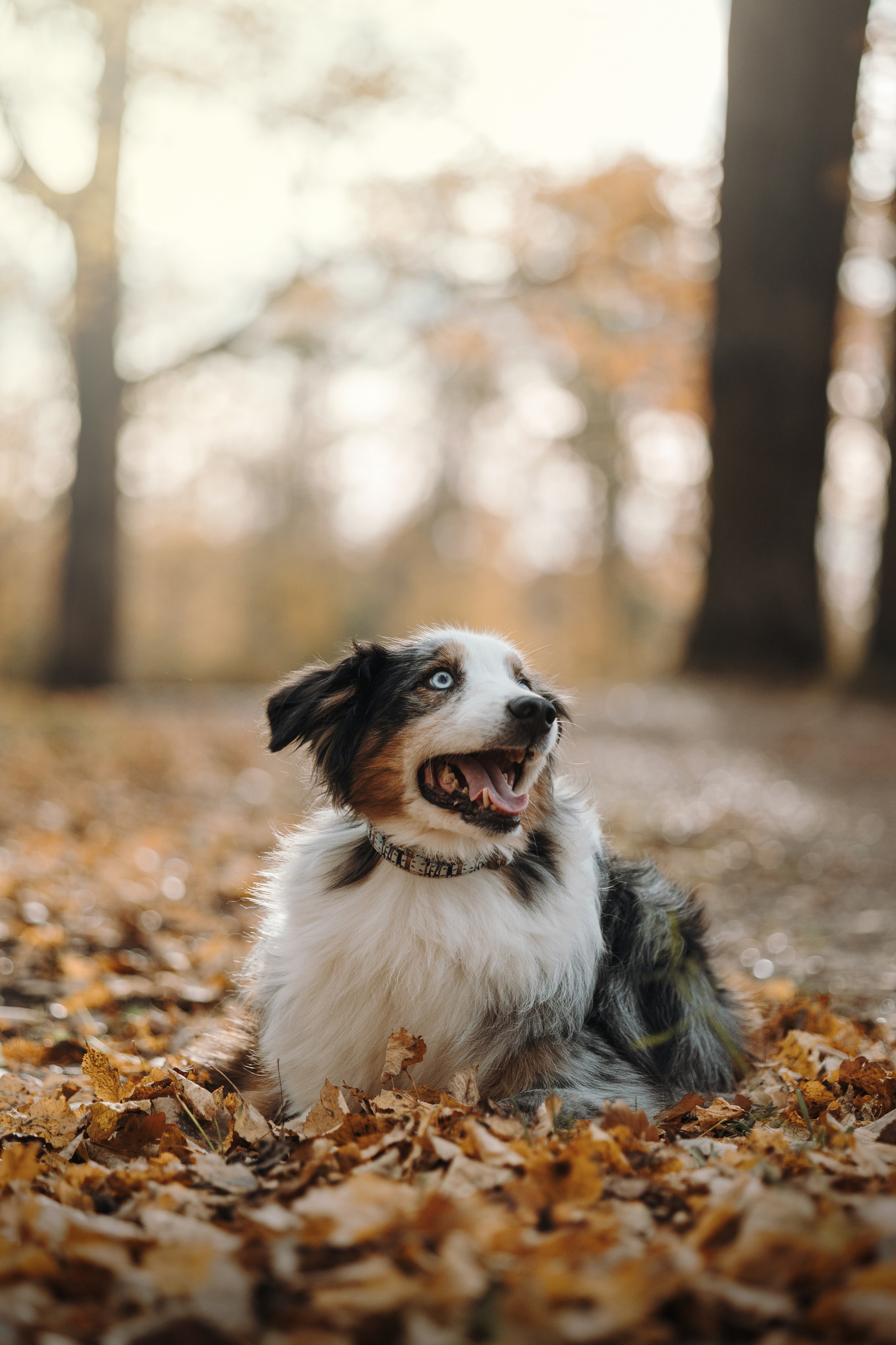 Бэстик и Ирина. Фотограф — Анималист | Санкт-Петербург