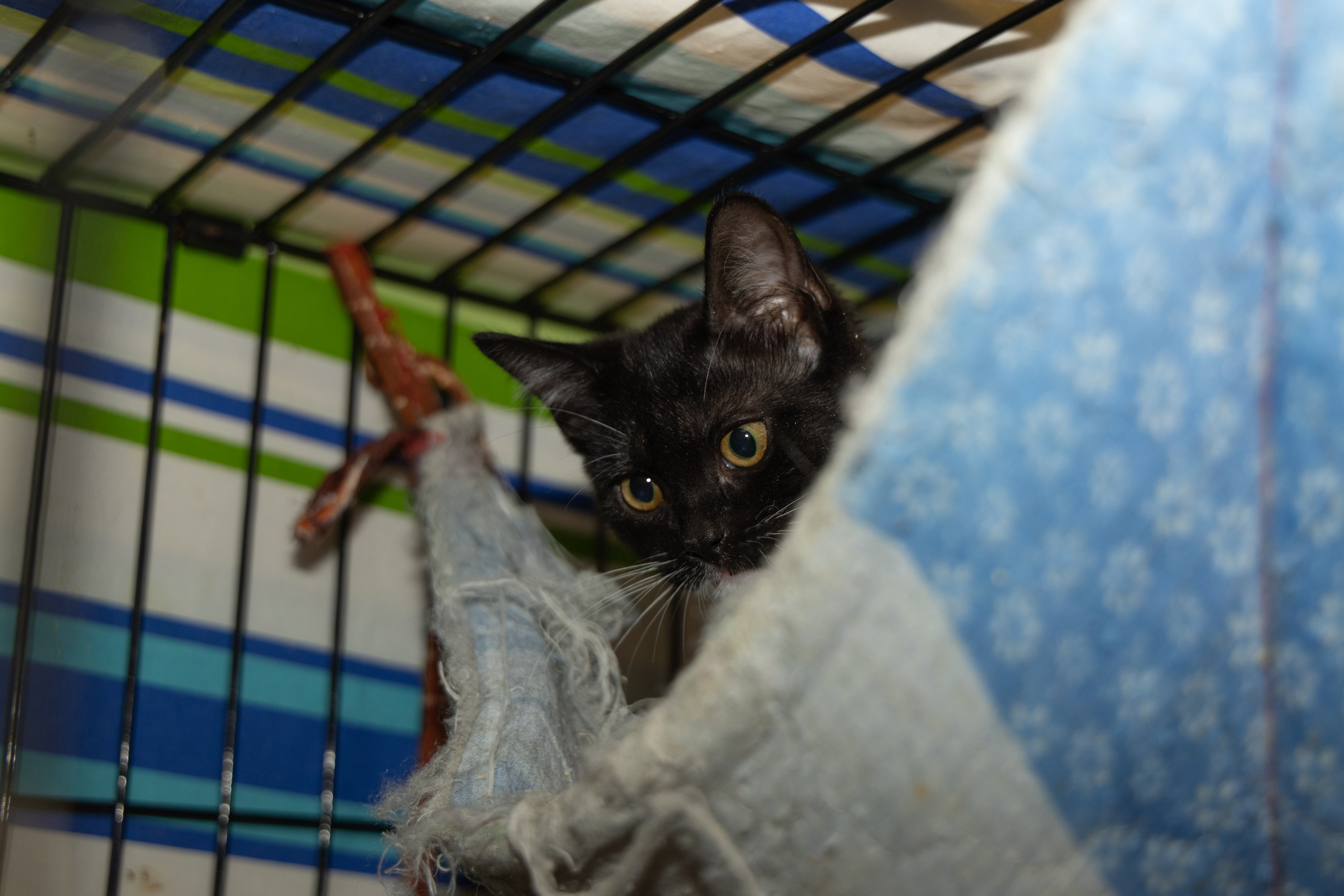 Котики. Фотограф в Москве и МО Светлана Беляева