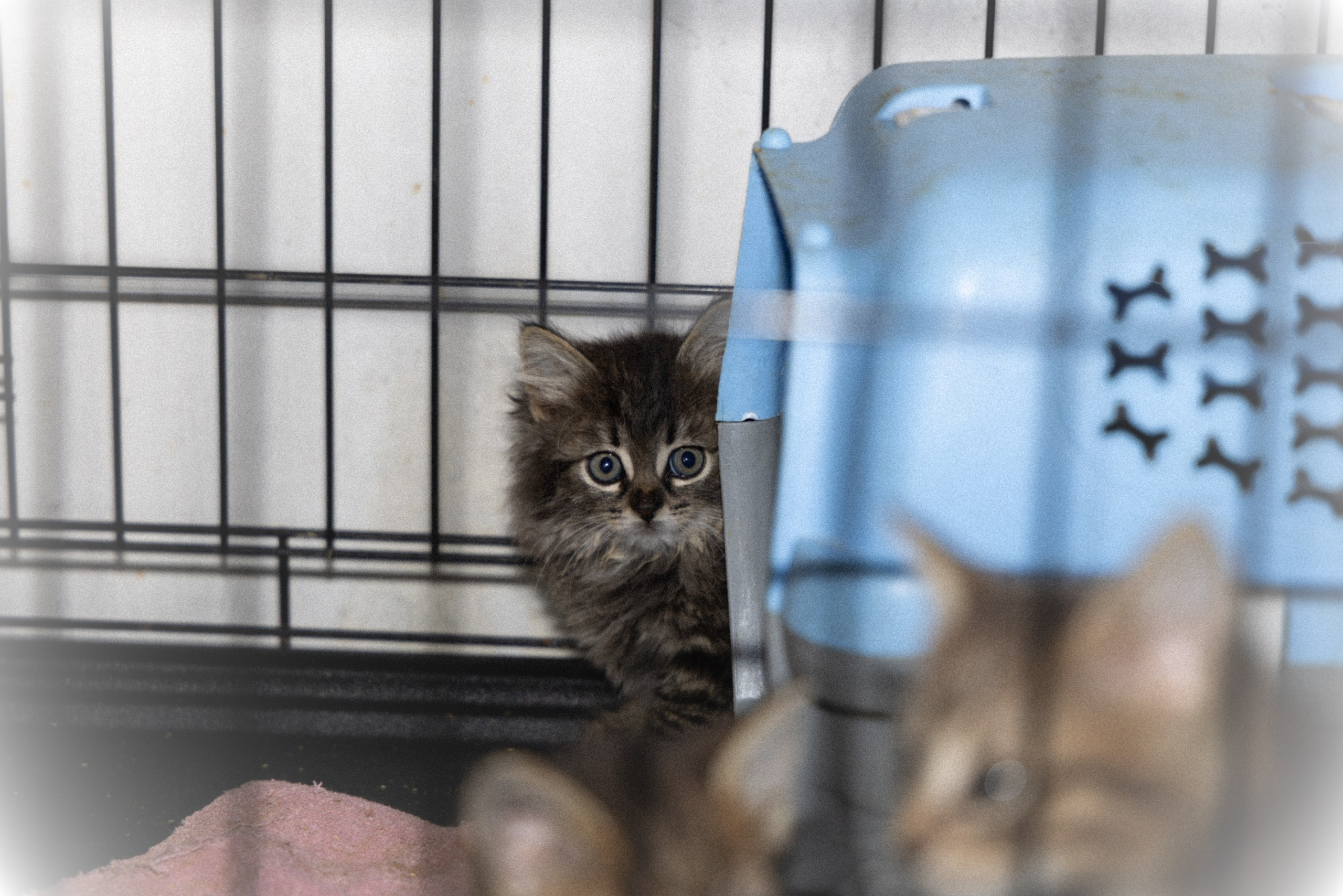 Котики. Фотограф в Москве и МО Светлана Беляева