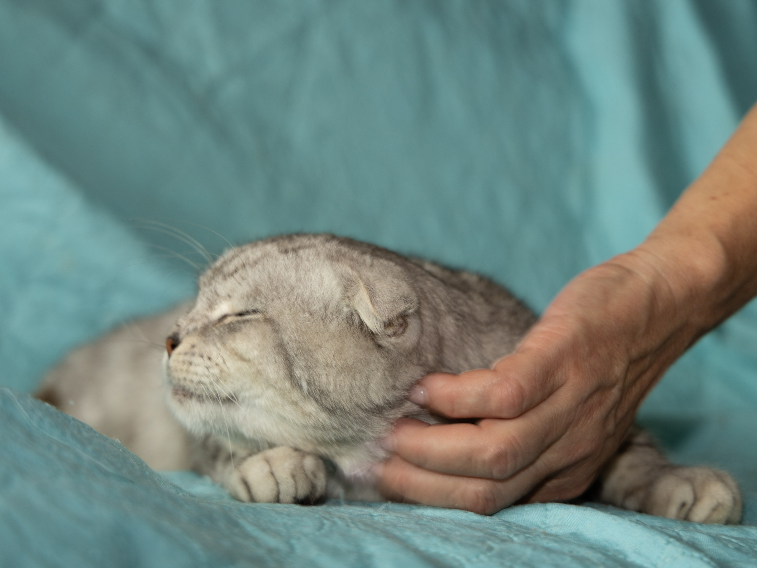 Котики. Фотограф в Москве и МО Светлана Беляева