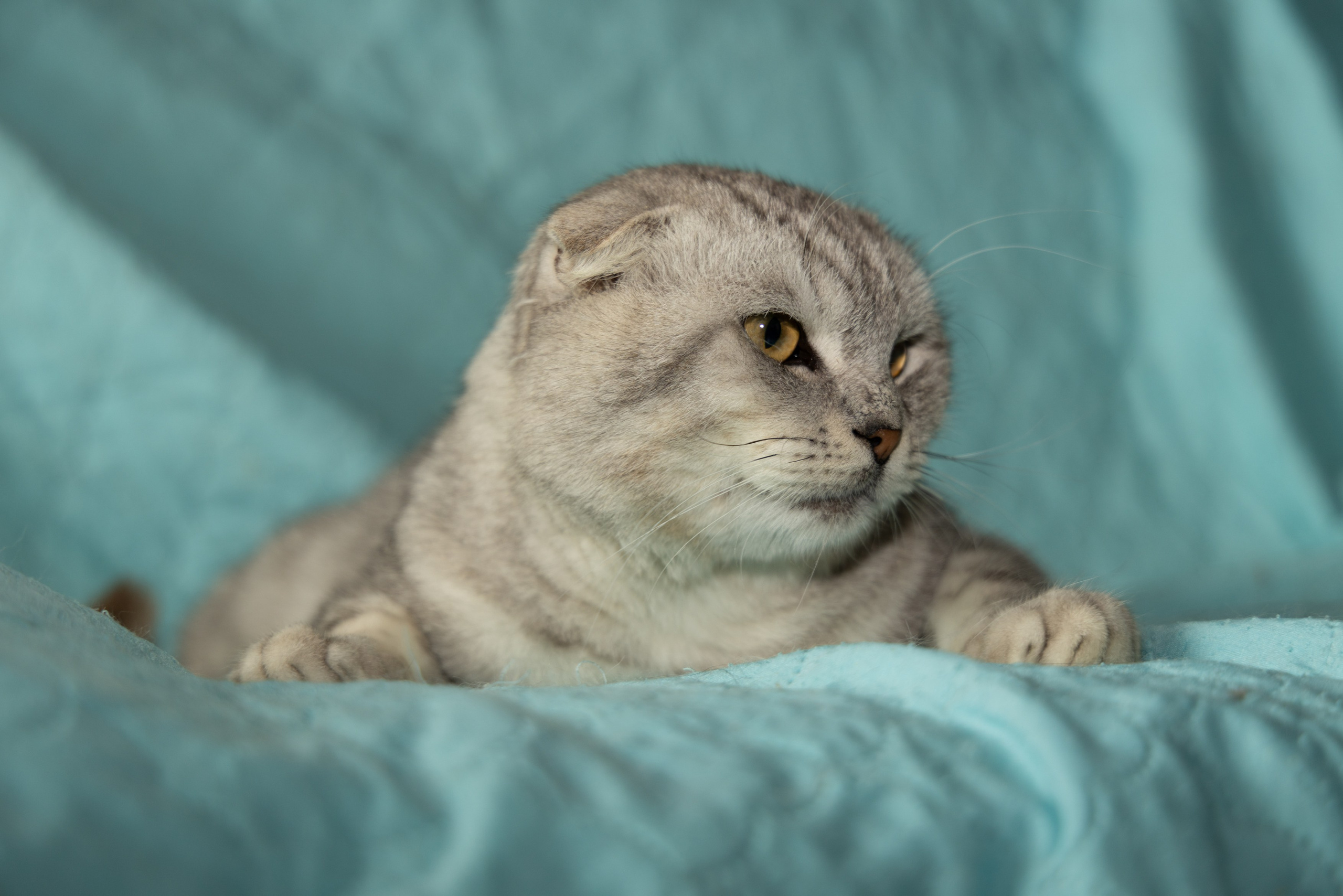 Котики. Фотограф в Москве и МО Светлана Беляева