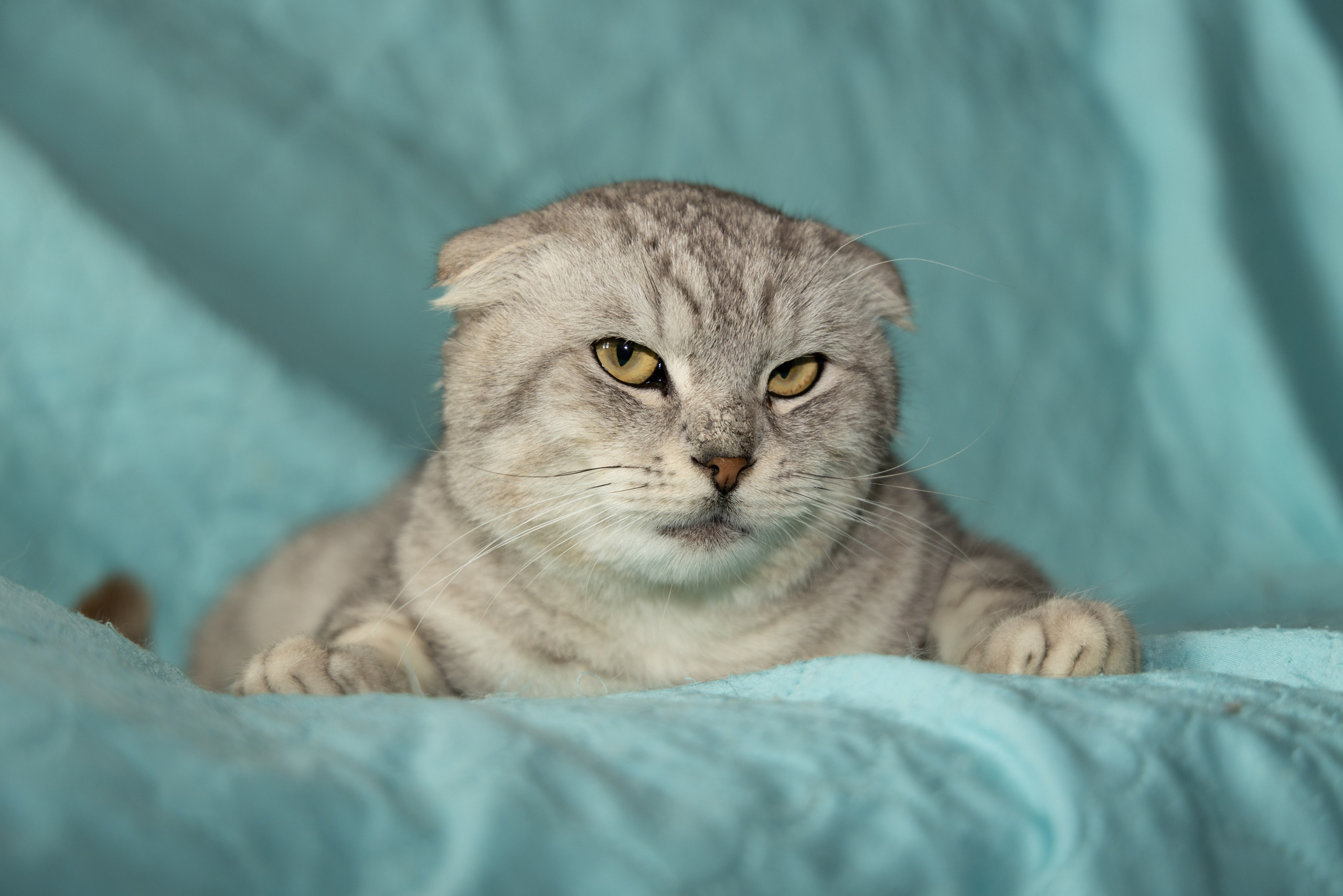 Котики. Фотограф в Москве и МО Светлана Беляева