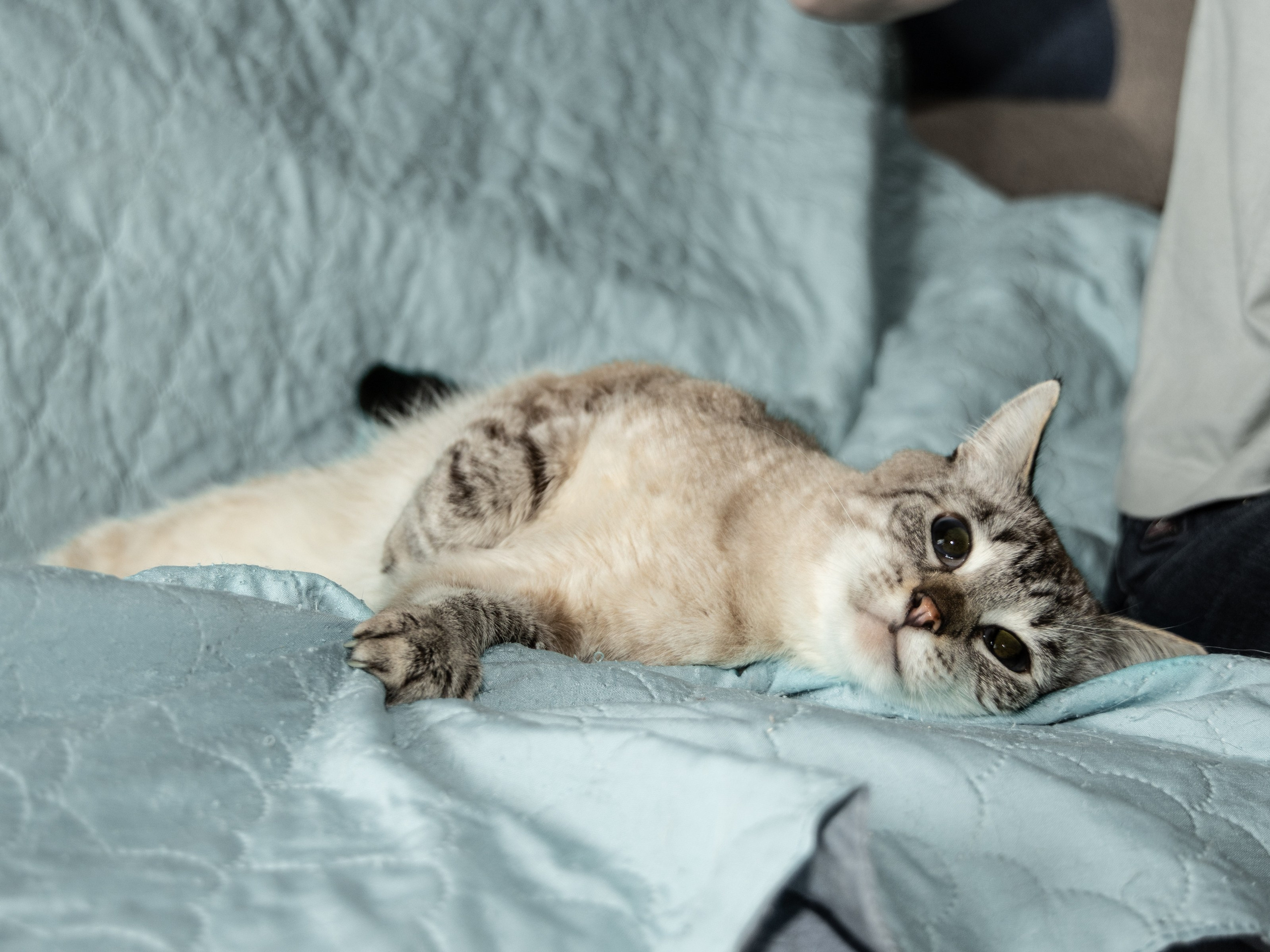 Котики. Фотограф в Москве и МО Светлана Беляева