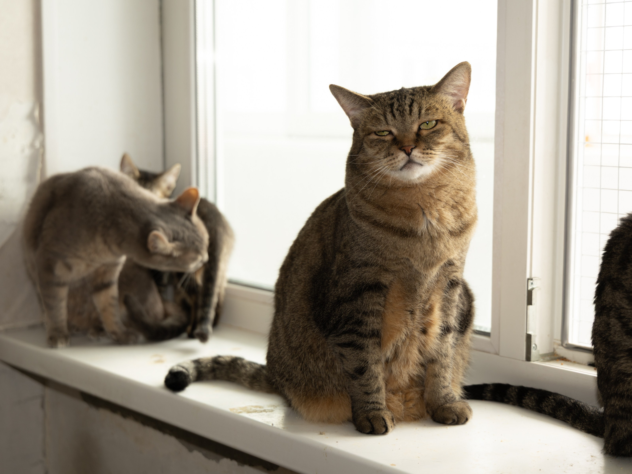 Котики. Фотограф в Москве и МО Светлана Беляева
