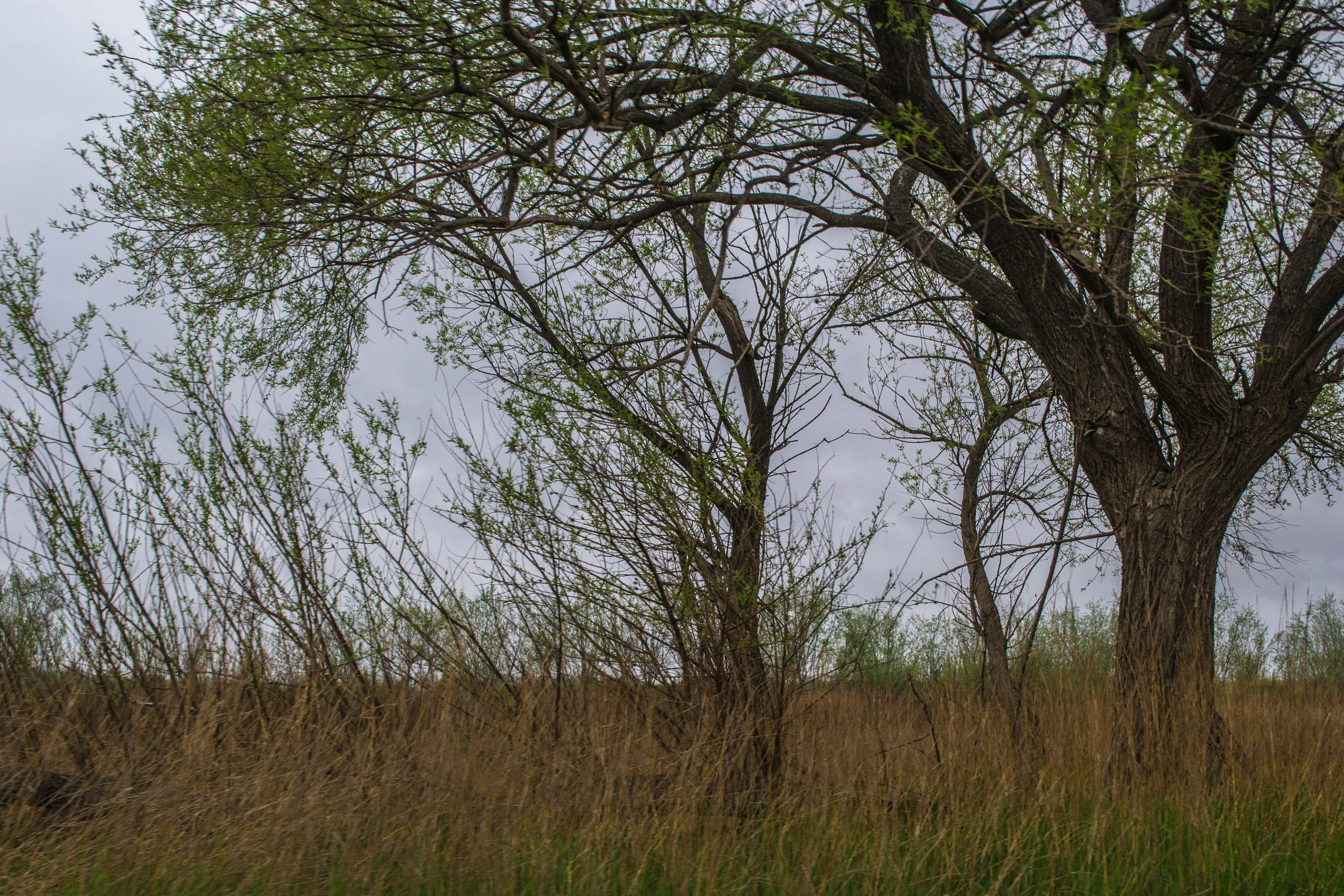 дачи, город, архитектура, стрит, репортажная фотография, фотография, Хабаровск, фотосессия, фотограф, дом, новостройка, улицы, жизнь города, town, art, photo, photographer, photo, Khabarovsk, Far East, street photo, природа, Дальний Восток, тайга, цветы, закат, небо, облака, nature, clouds, forest, flower, sunset, river, река
