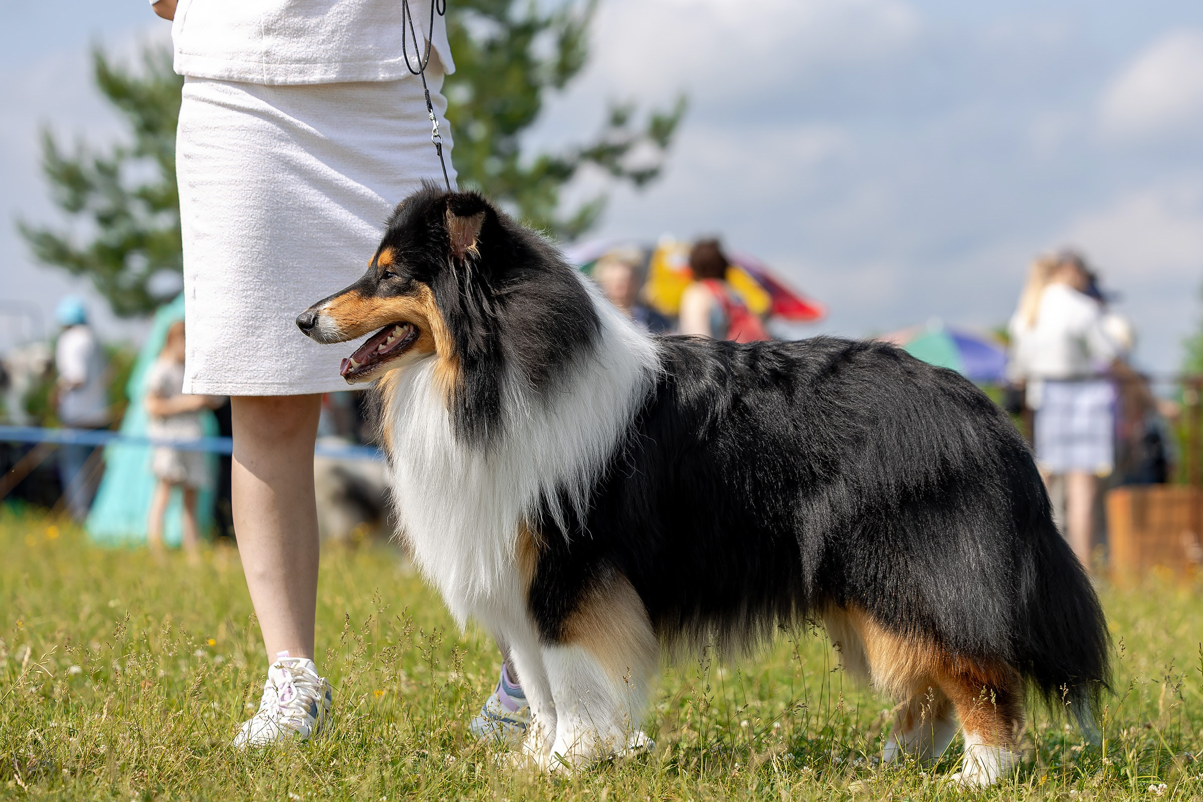 12 июня 2025, Выставка РКФ, Пермский край. Htykk_photo