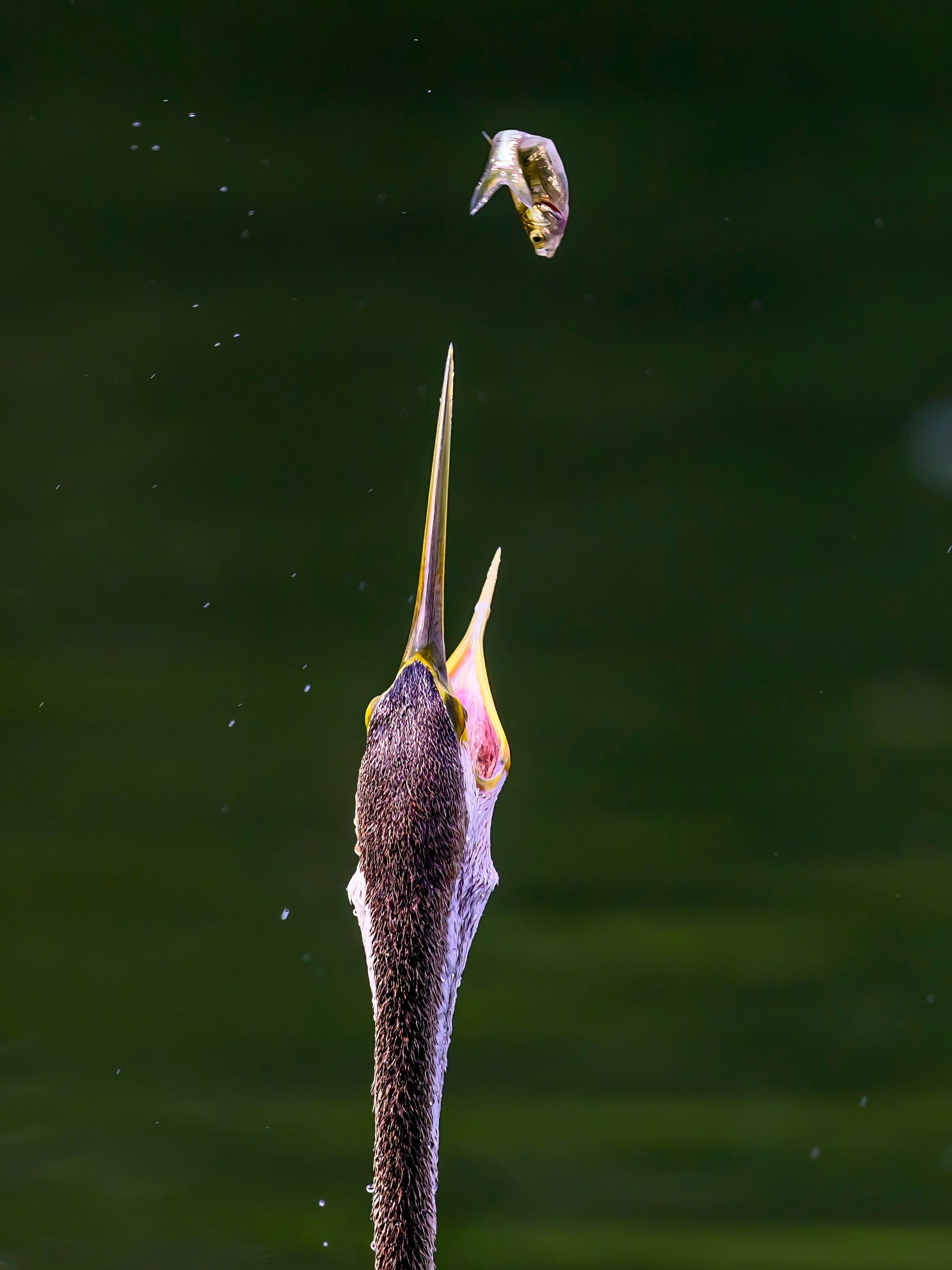 Раджастан, Индия. Wildlife photography by Sergey Puponin