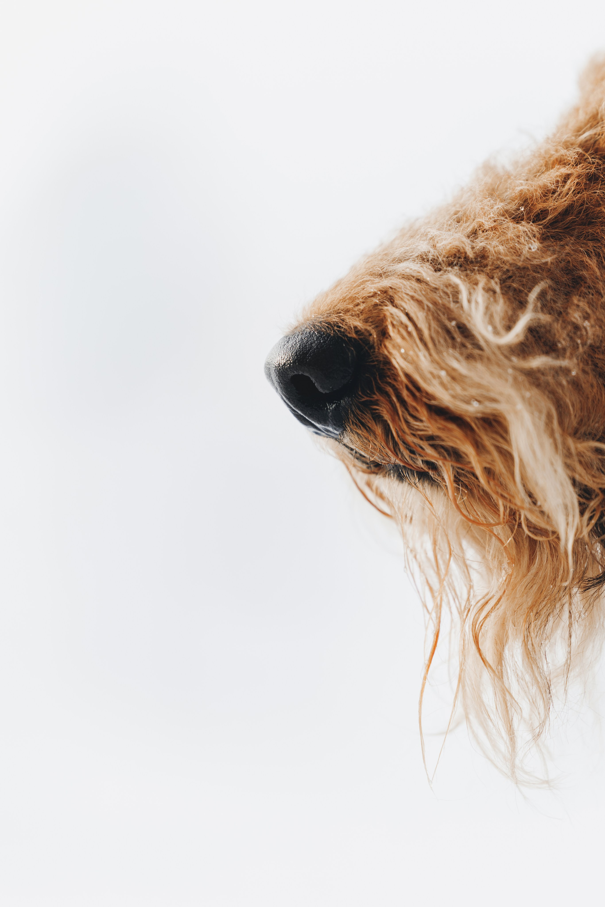 Оля и Хард. Фотограф анималист Осипчикова Мария