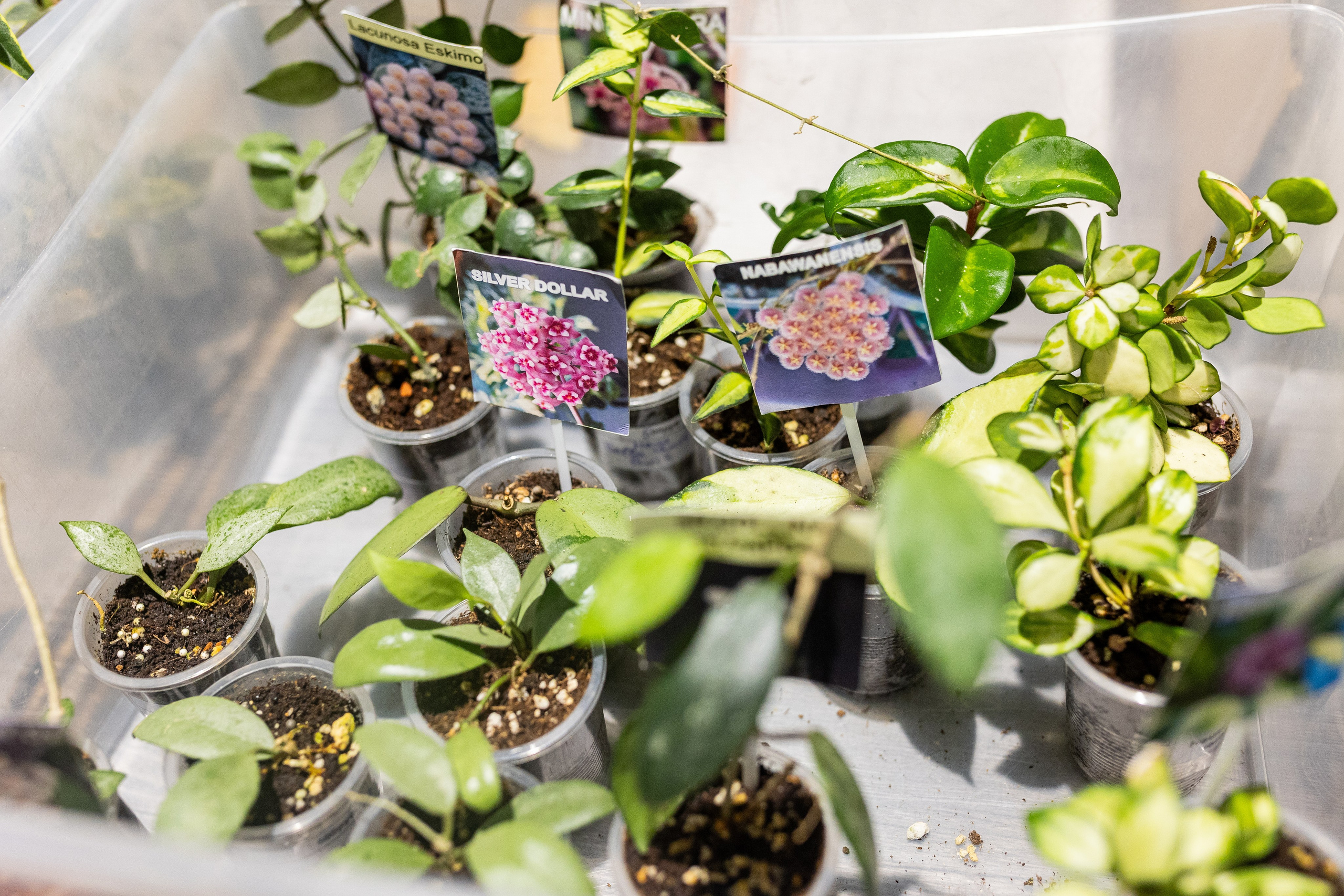 GreenRare ярмарка 2024. Александра Куликова фотограф, Москва