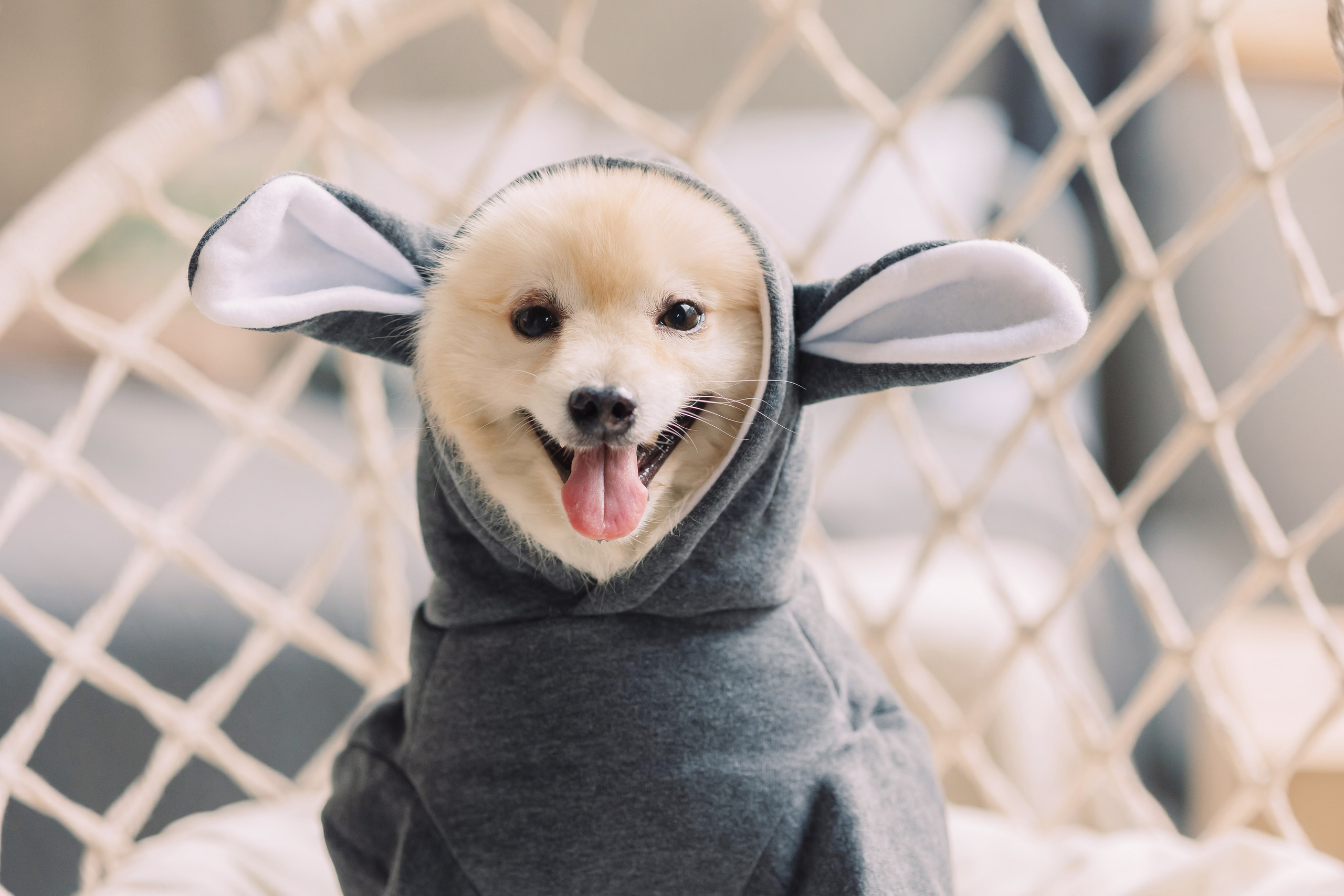 Магазин Friend of mine. Фотограф-анималист Елена Радченко, Москва