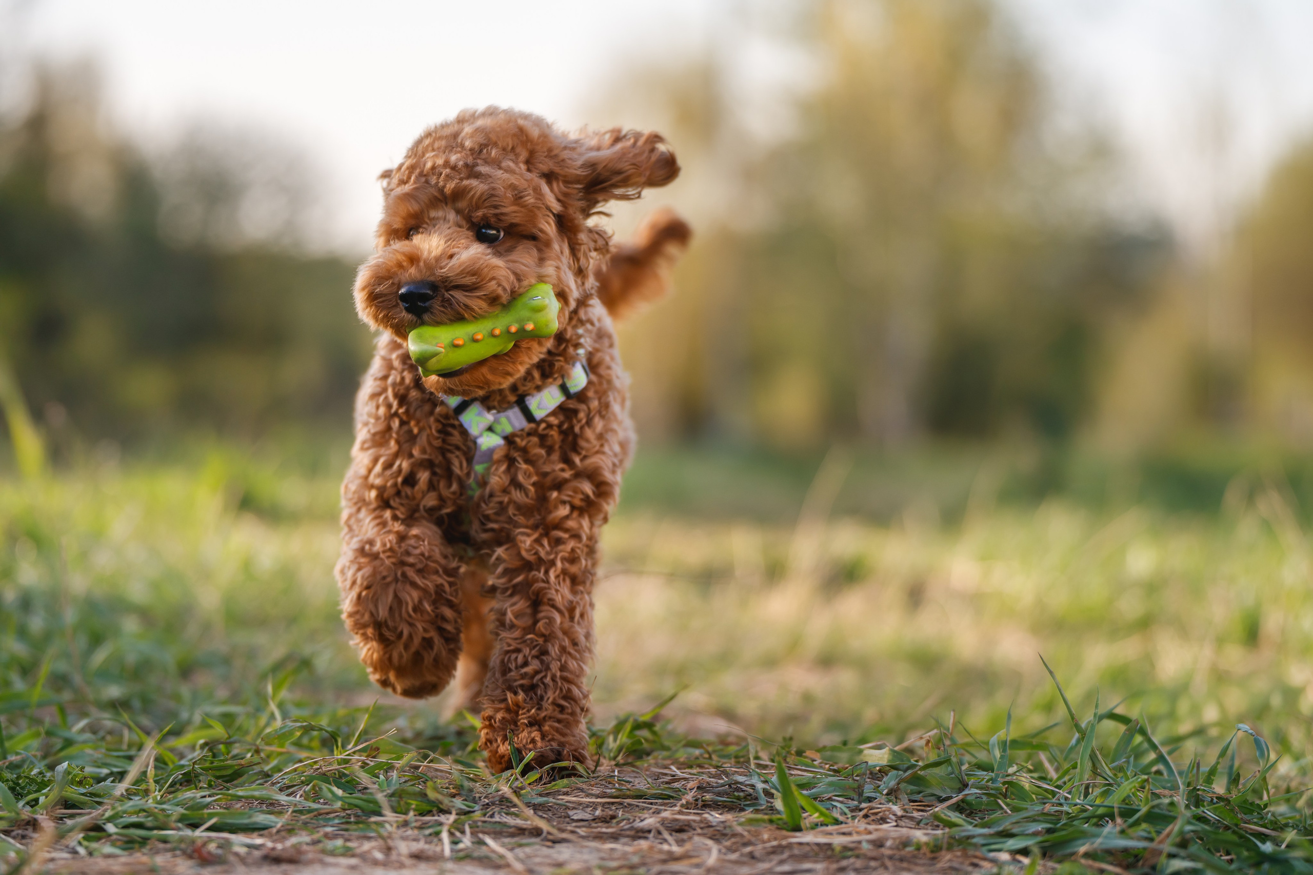 Пудель на закате. Фотограф Анималист в Москве Анастасия Жучкова