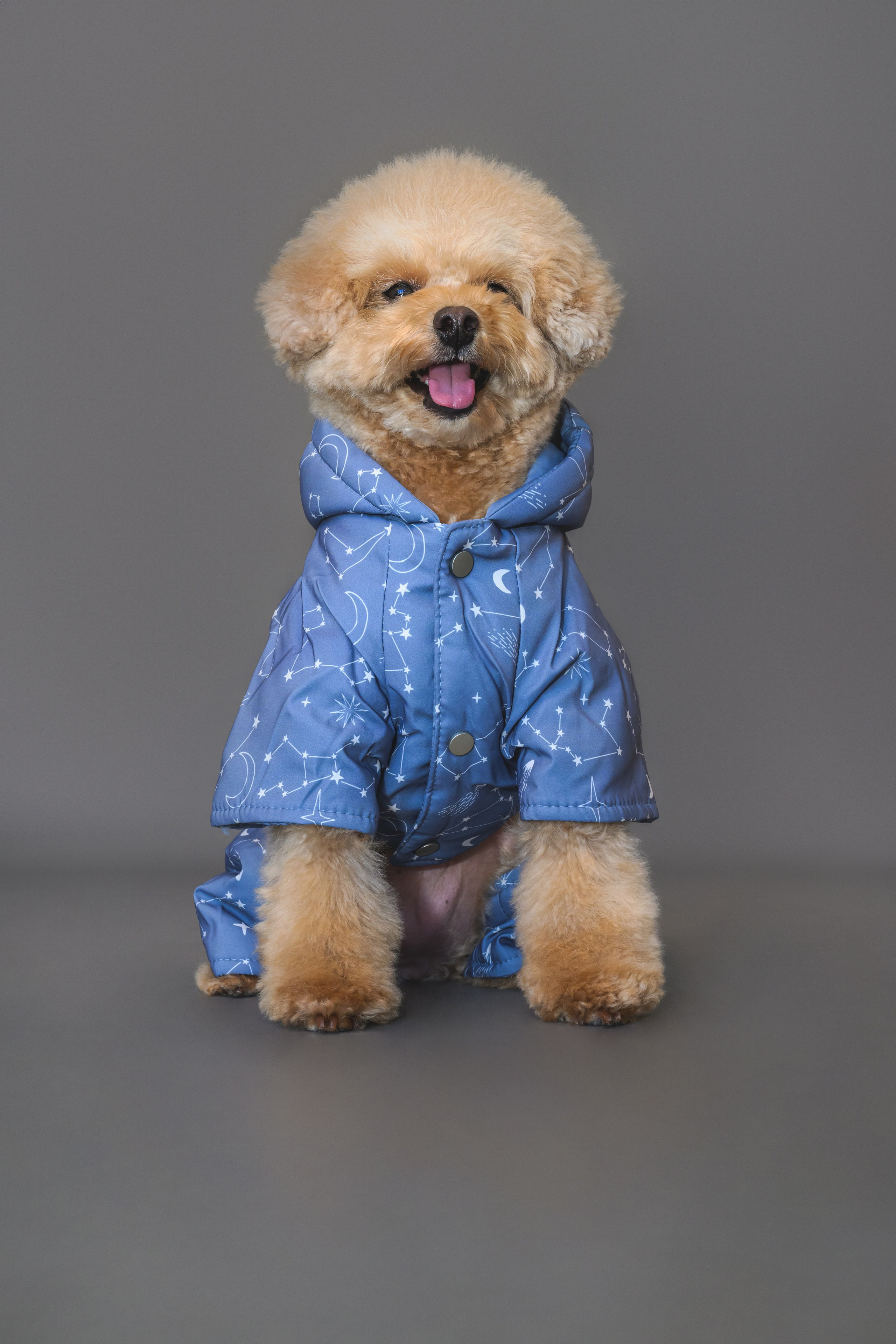 Пудель. Фотограф Анималист в Москве Анастасия Жучкова