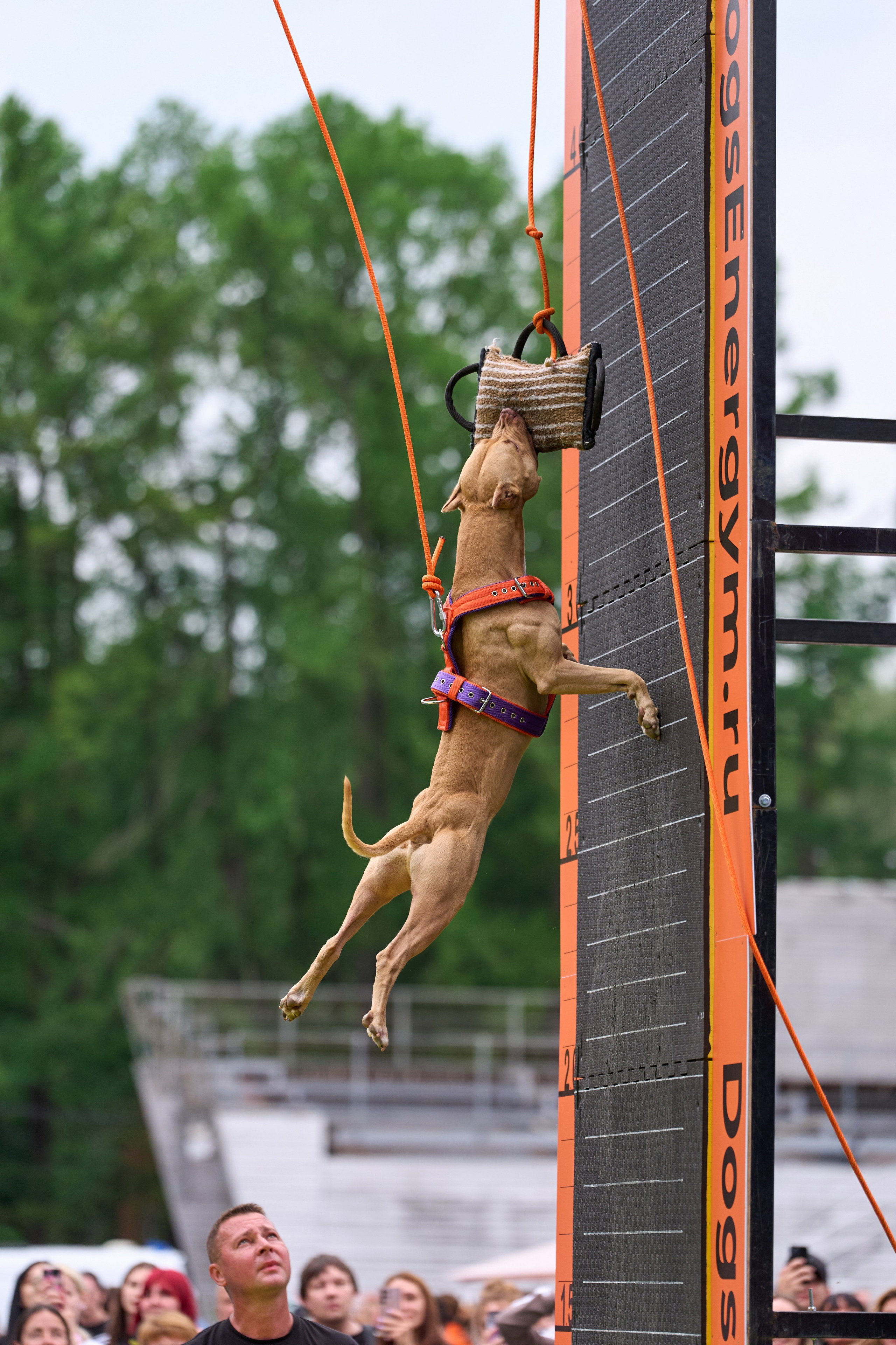 4 лапы Фест. Многоборье. Фотограф-анималист Михаил Манухин