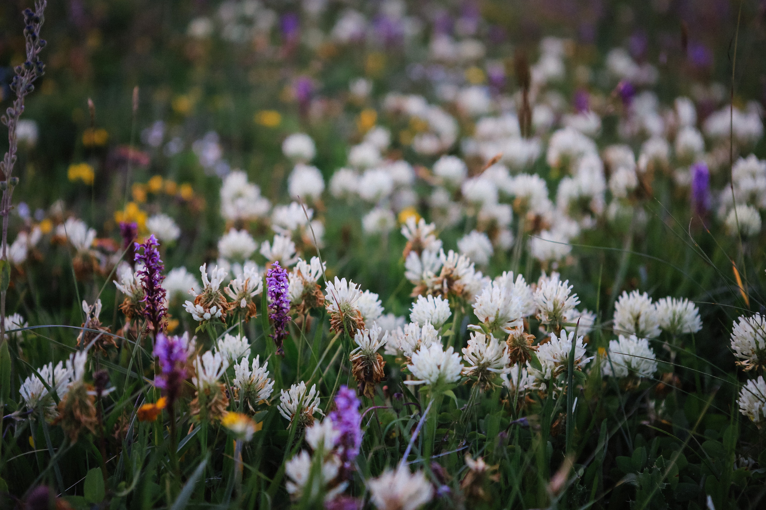 Пресс-тур для Неизвестного Кавказа. Свадебный и портретный фотограф в Пятигорске, КМВ — Власова Юля