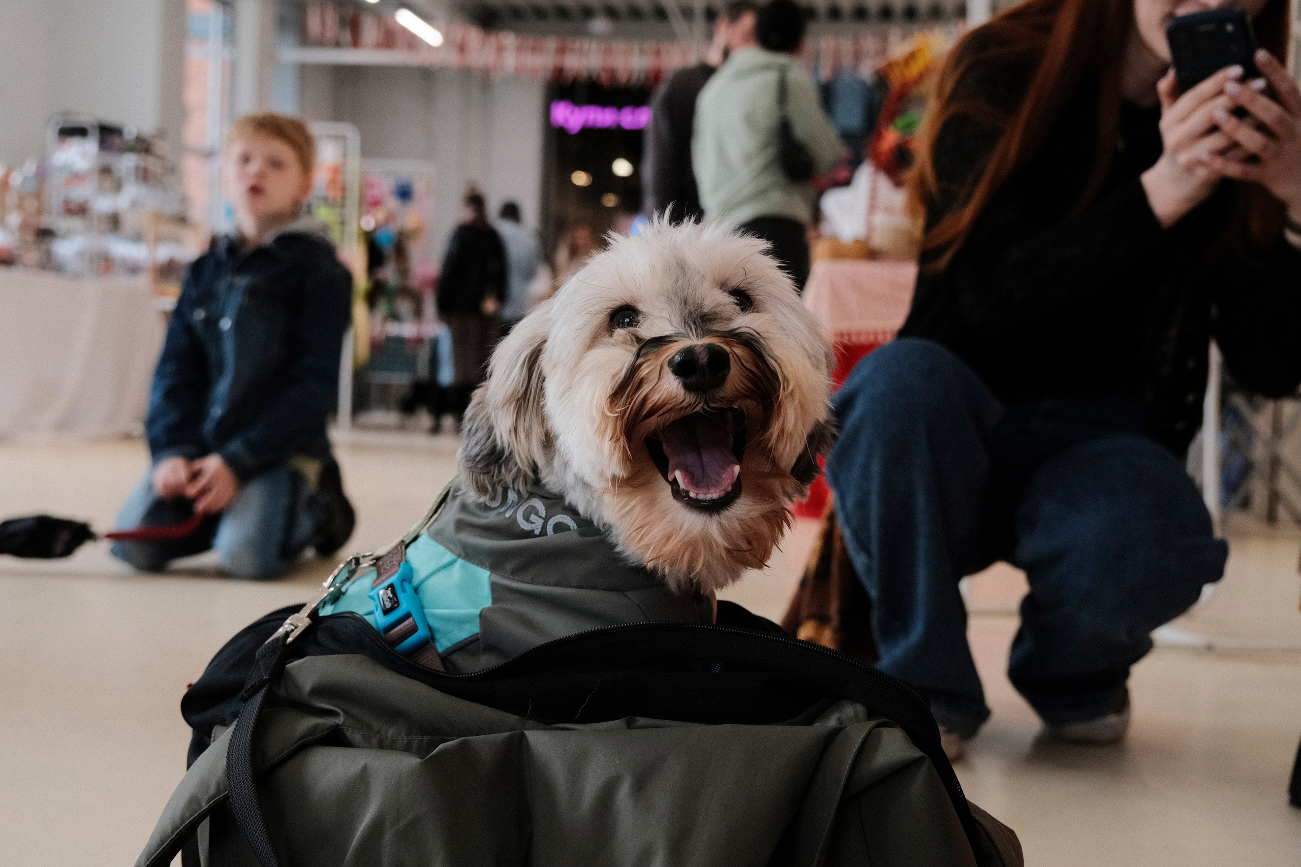 AdventureDog