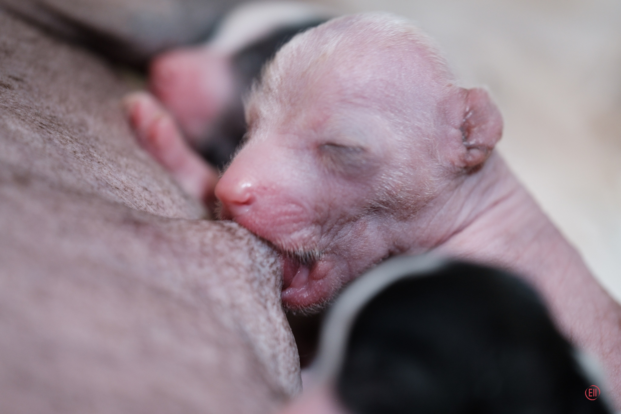 4-й день. Poale Ell Dora