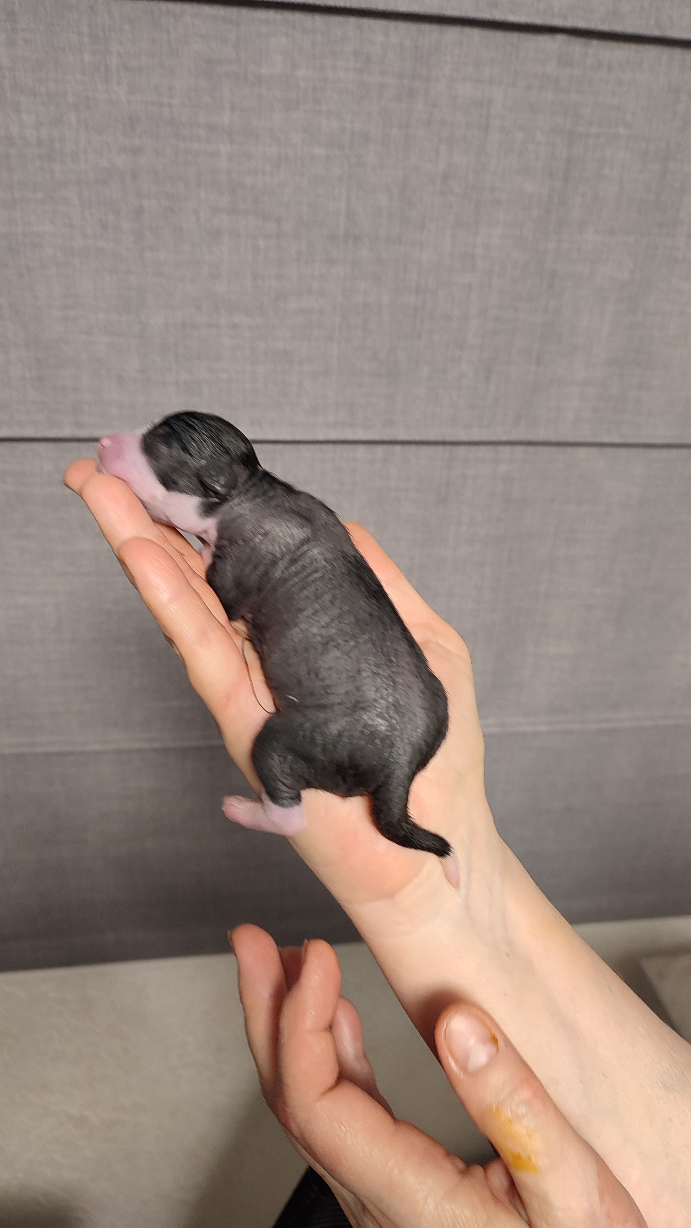 D4 День Рождения