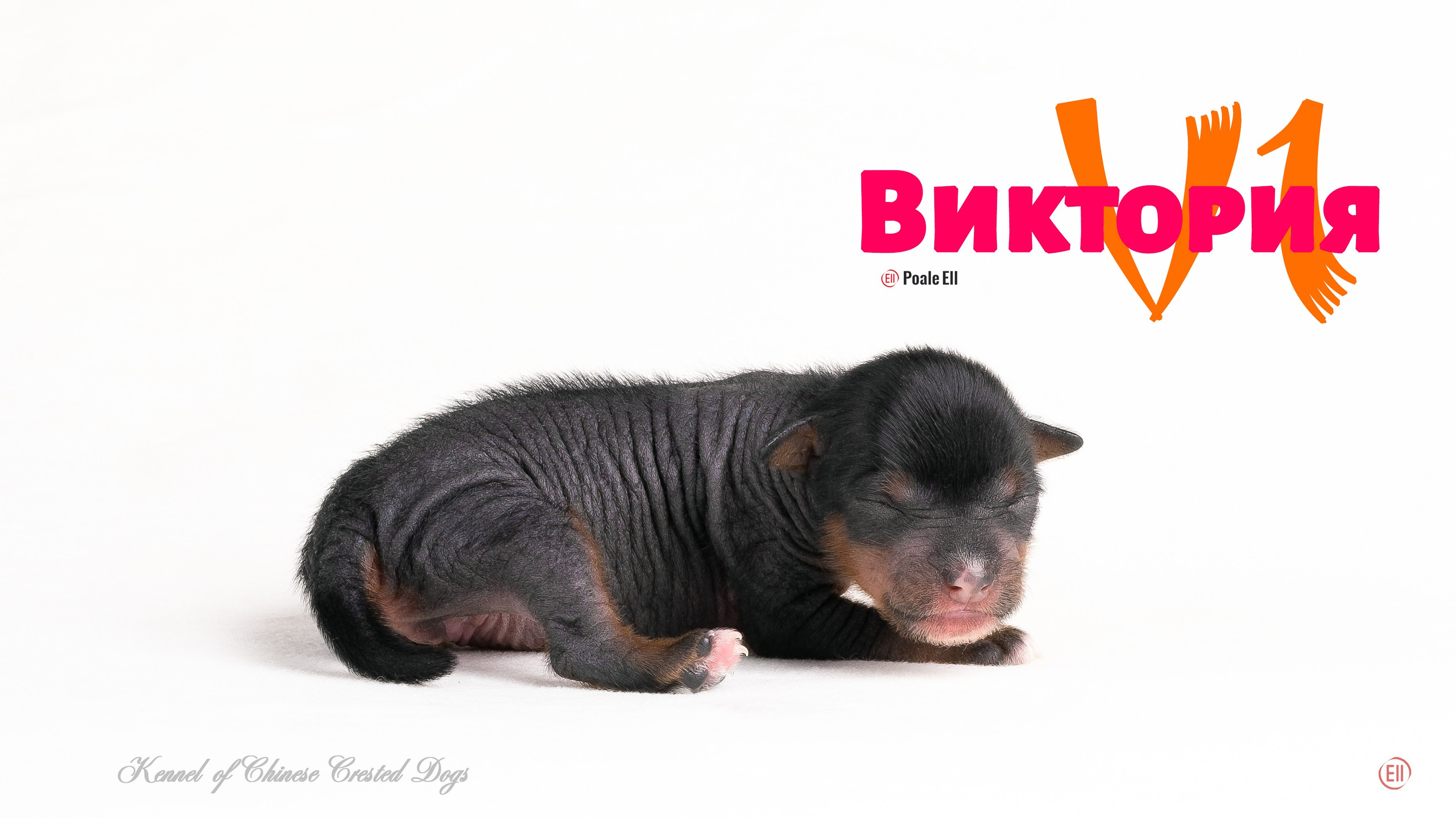 Помёт V. Питомник китайских хохлатых собак Poale Ell: купить щенка