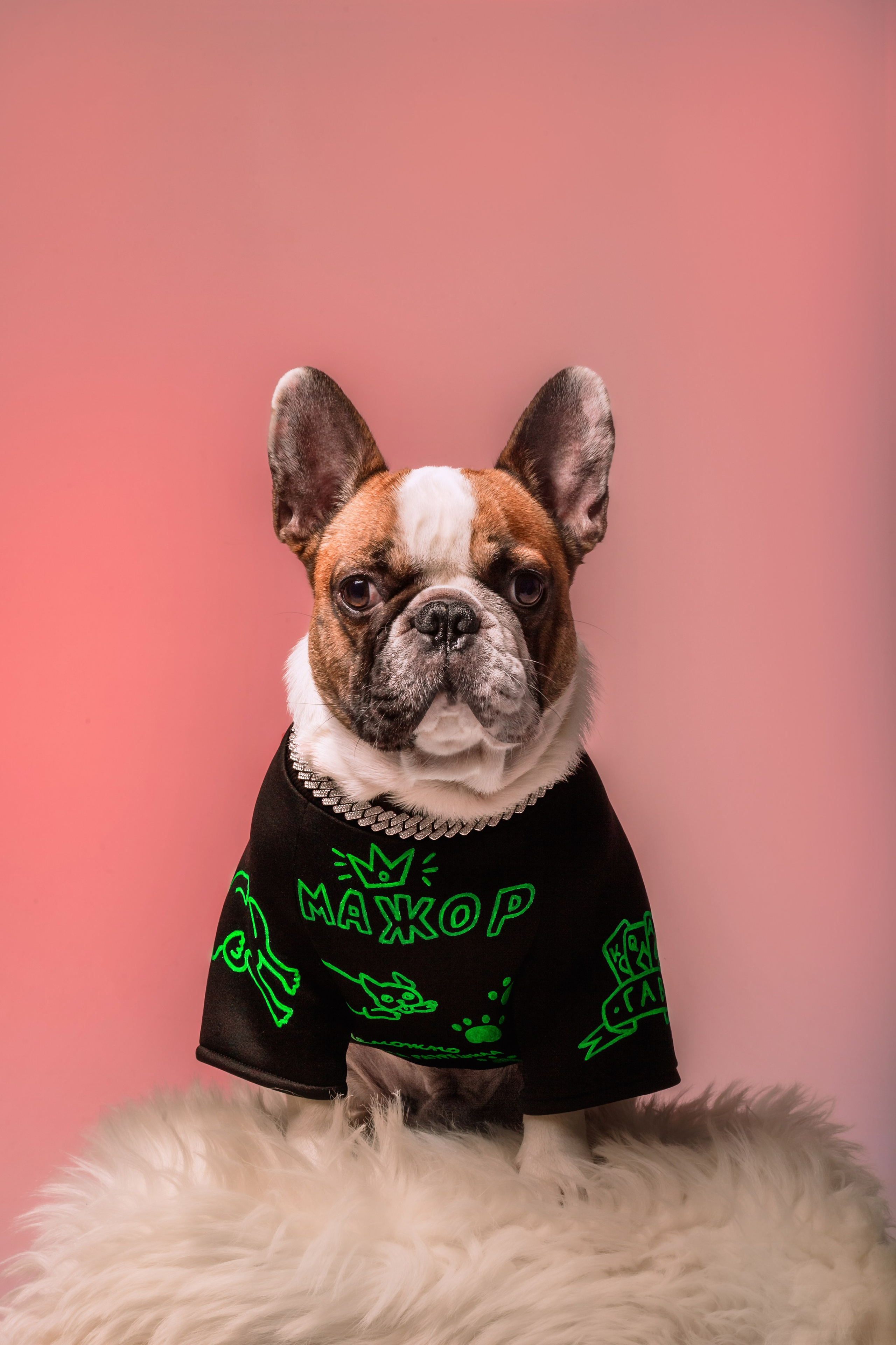 Студийная фотосессия с цветным светом. Фотограф-анималист Татьяна Степанова