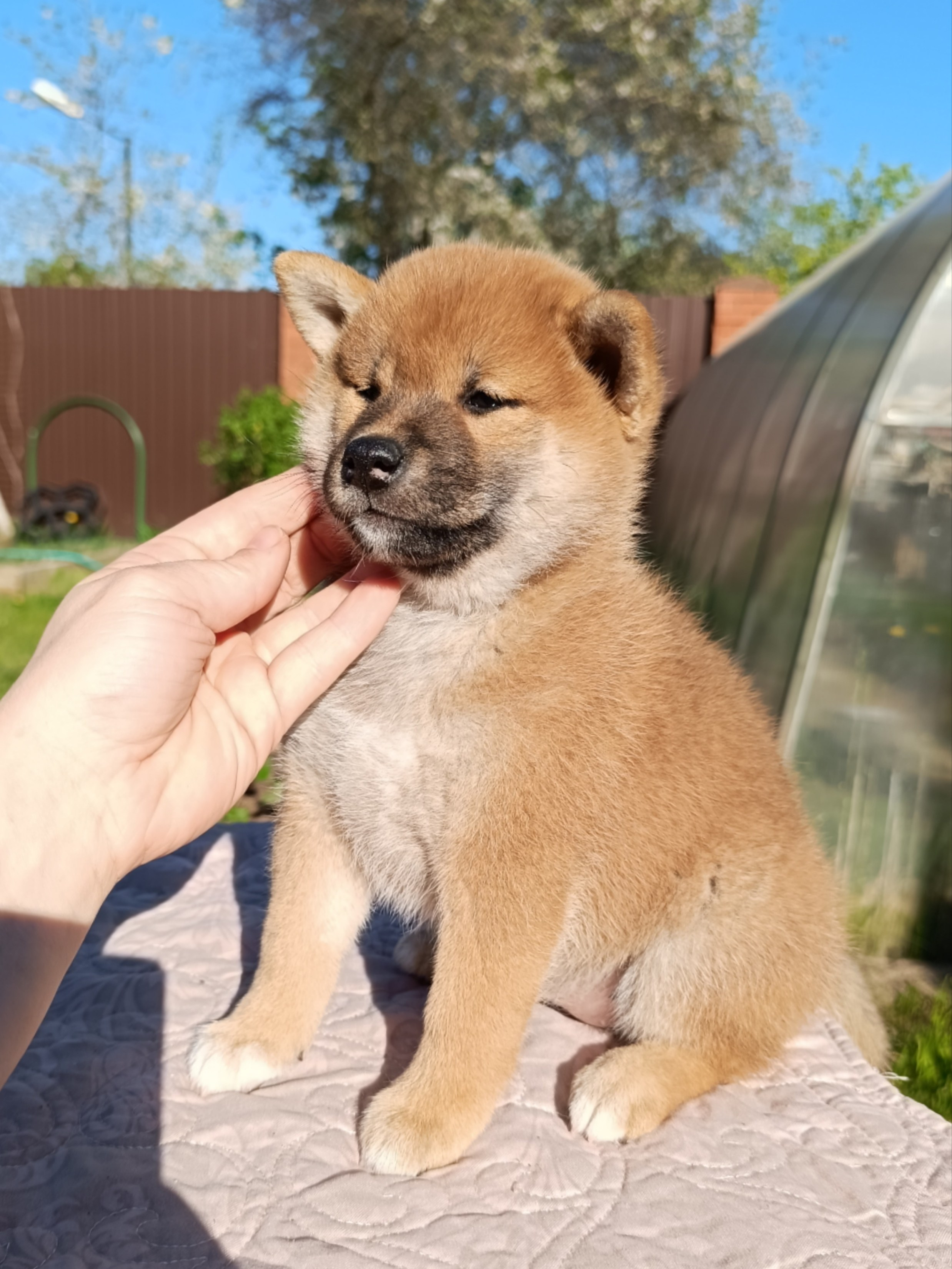 сиба питомник Рубилайт щенки на продажу rubylight  сиба щенки купить СПб Санкт-Петербург