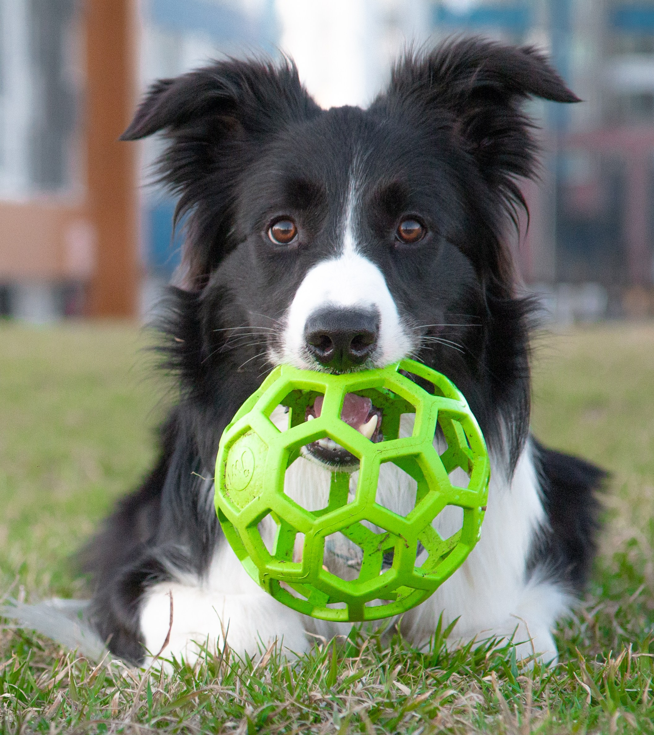 Фотосъёмка животных. Предметный и репортажный фотограф Алексей Кротов