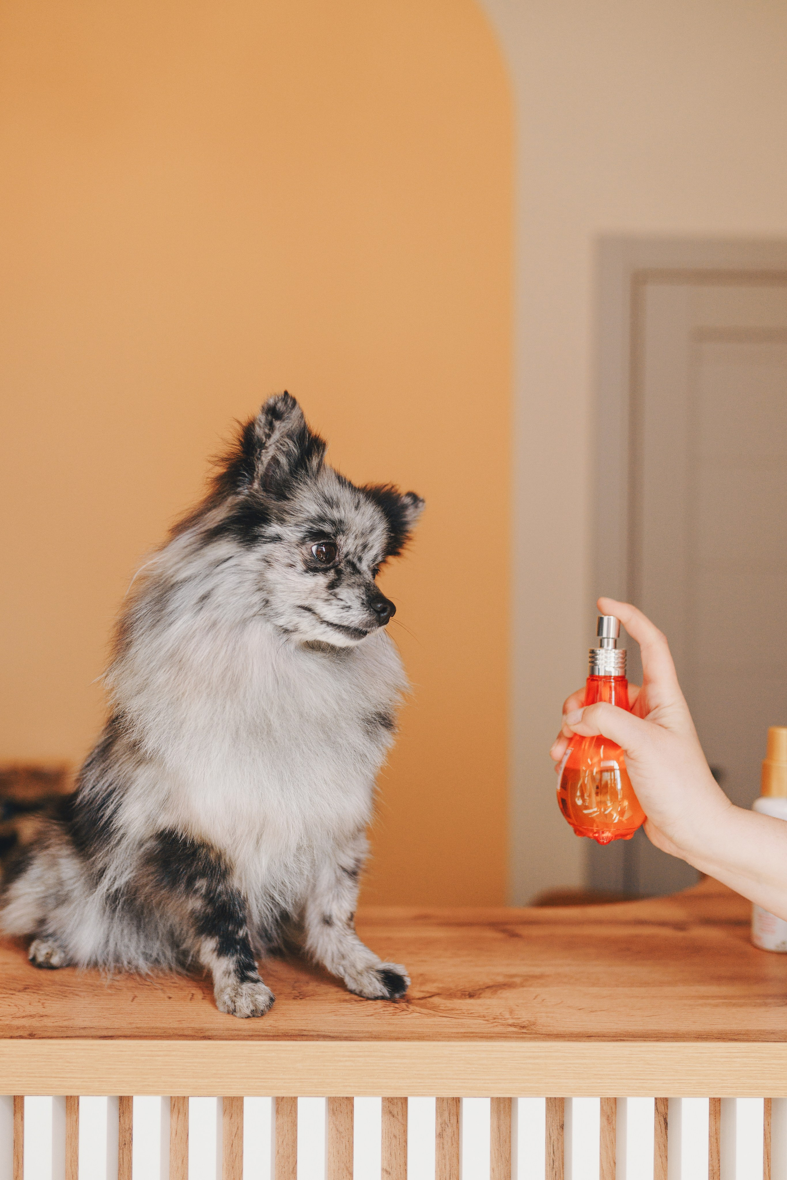 Груминг-салон. Фотограф анималист Осипчикова Мария