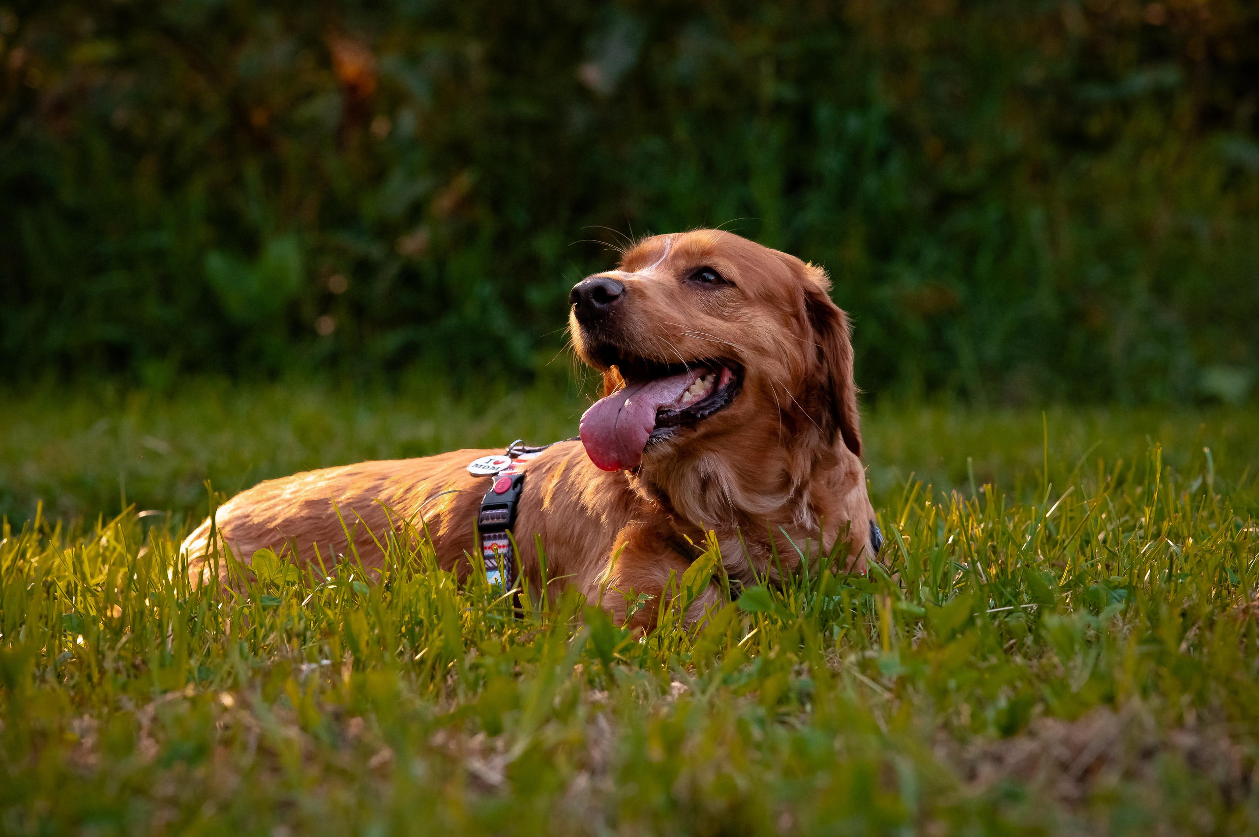 Собаки. Фотограф-анималист в Санкт-Петербурге Анастасия Иванова