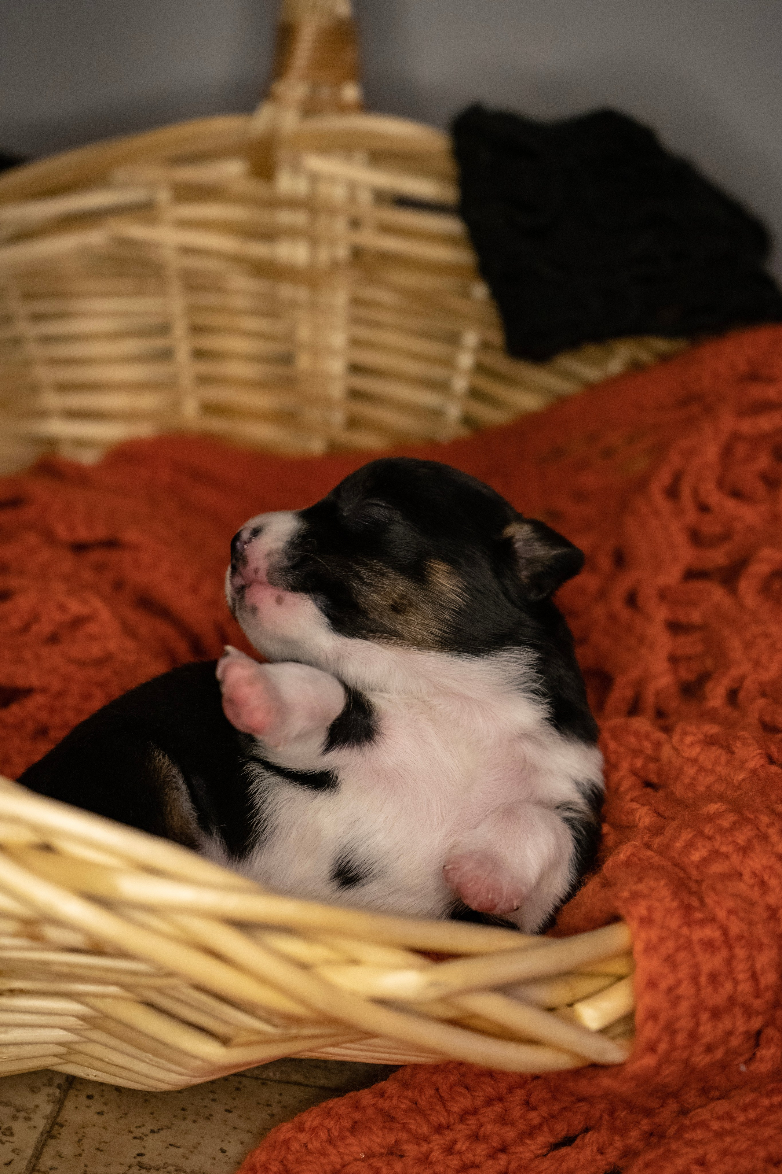 Фотосессии Пушистиков. Фотограф в Санкт-Петербурге Виктория Барышникова