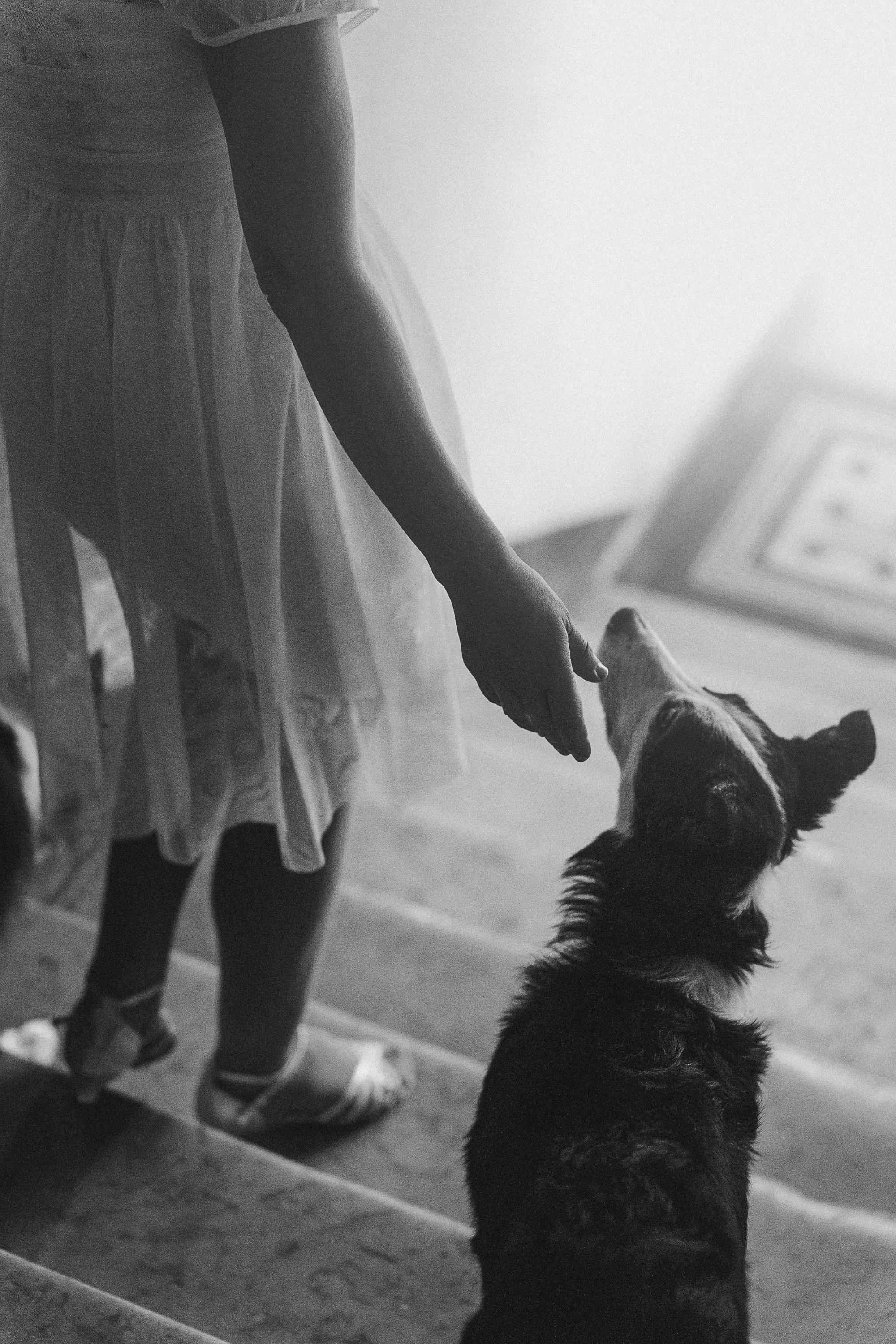 Таня, Марта и Клипса. Фотограф анималист в Москве и Санкт-Петербурге Свиридова Анна