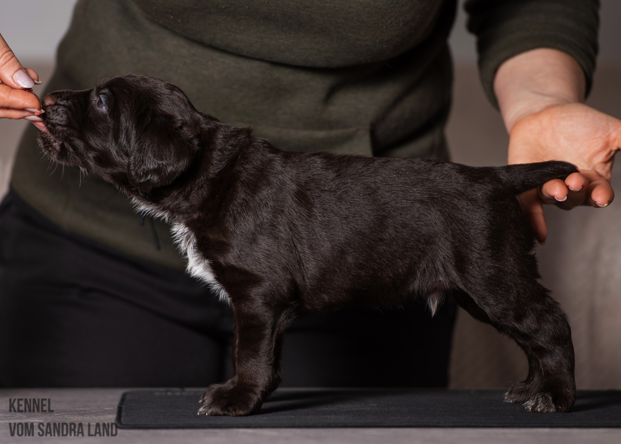 Ворон вом Сандра Лэнд, Voron vom Sandra Land