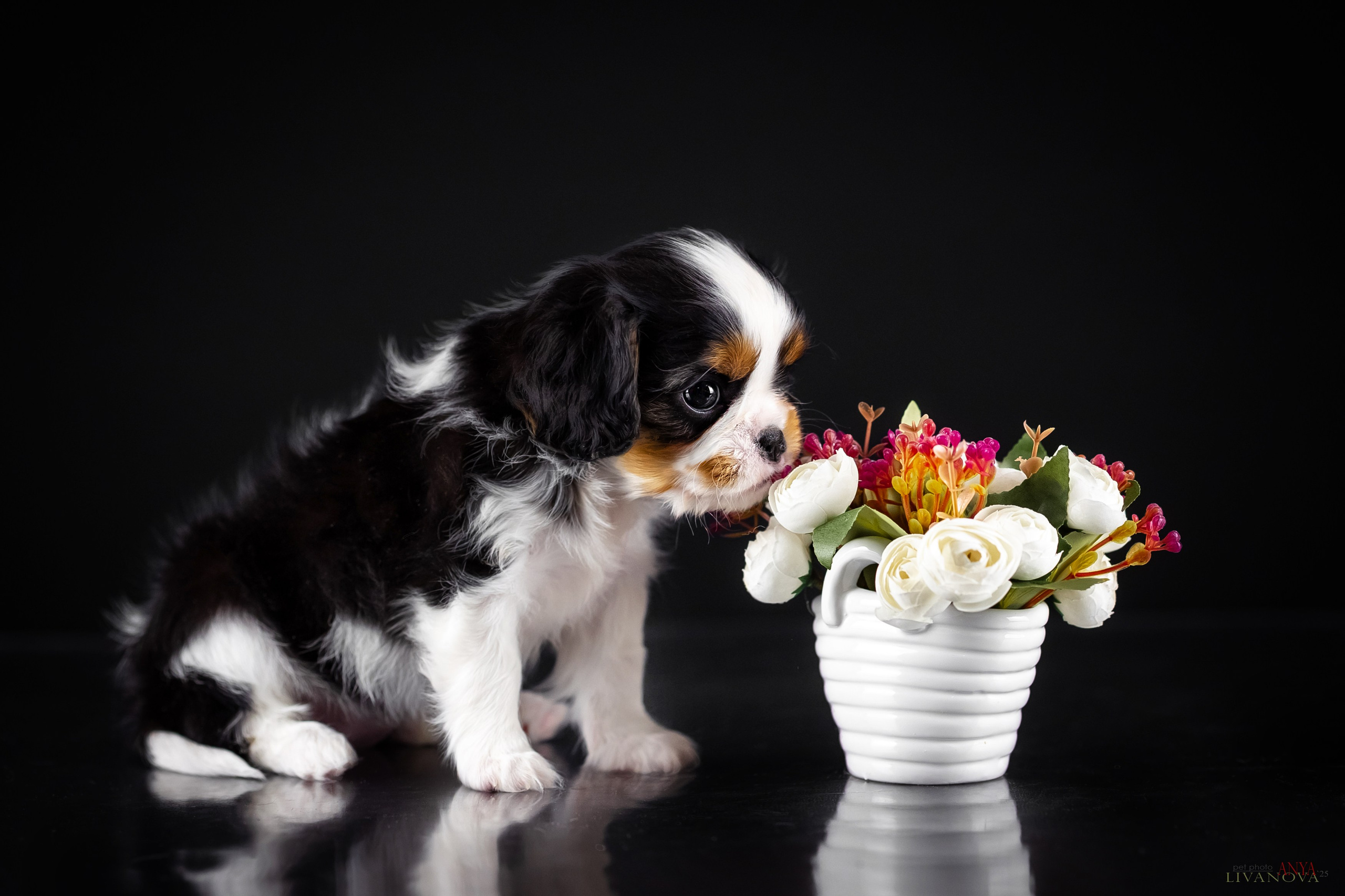 Кавалерчики. Фотограф анималист Аня Ливанова | Рыбинск