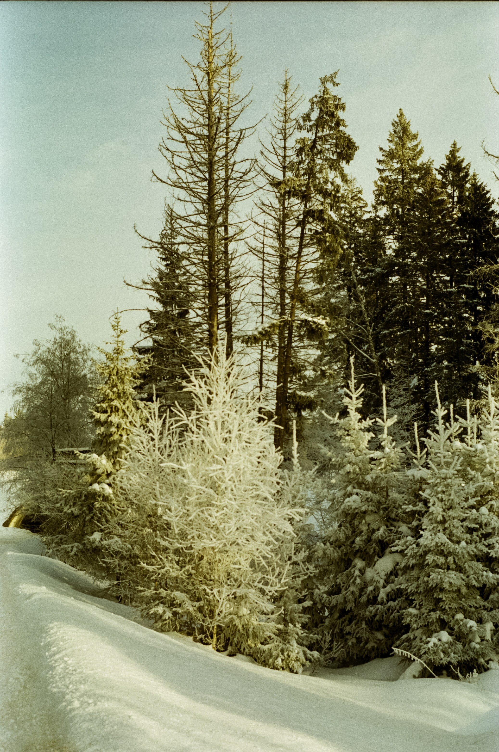 Pentax MZ-3 (1) объектив Schneider-Kreuznach Retina-Xenon 50 mm f/1.9 D