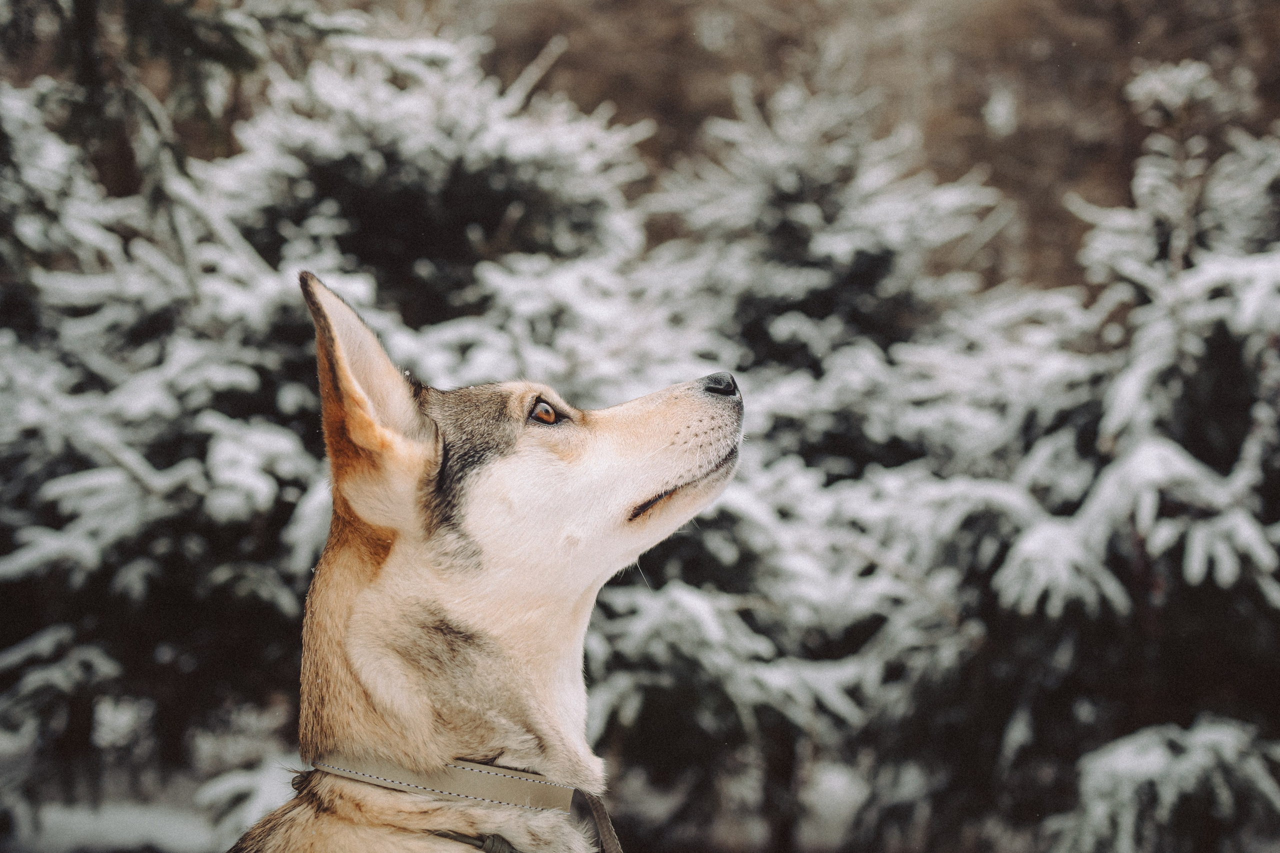 Аня и Рокси