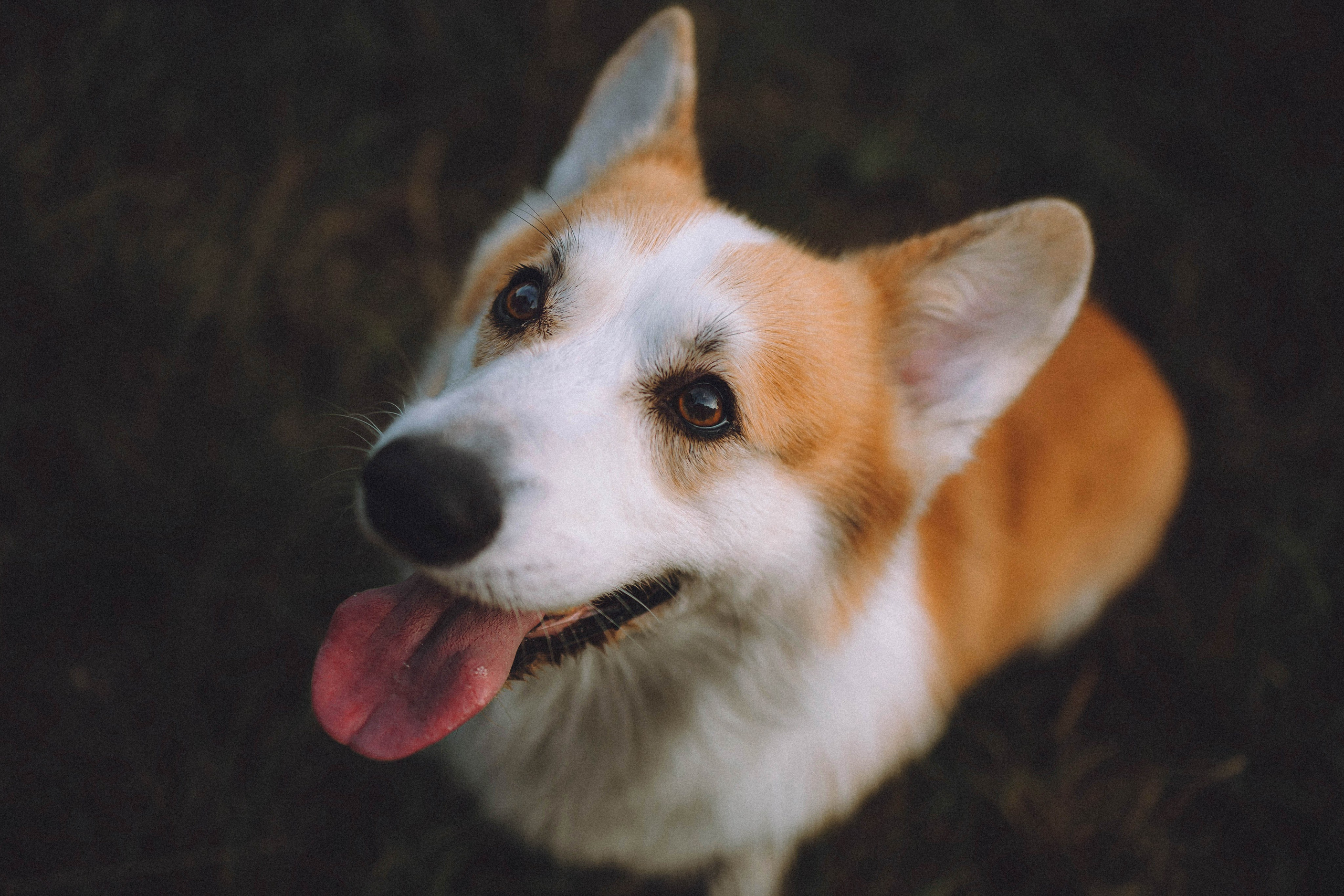 Арчи и его семья