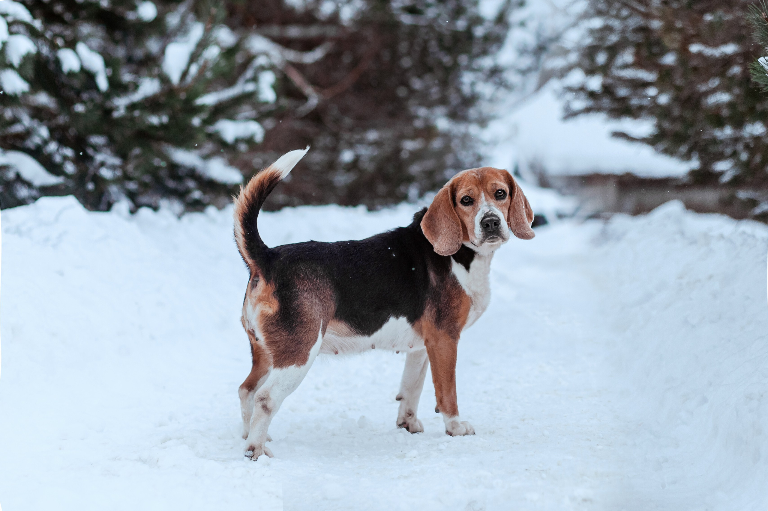 Дом для Биглей 2023. Фотограф-анималист Татьяна Степанова