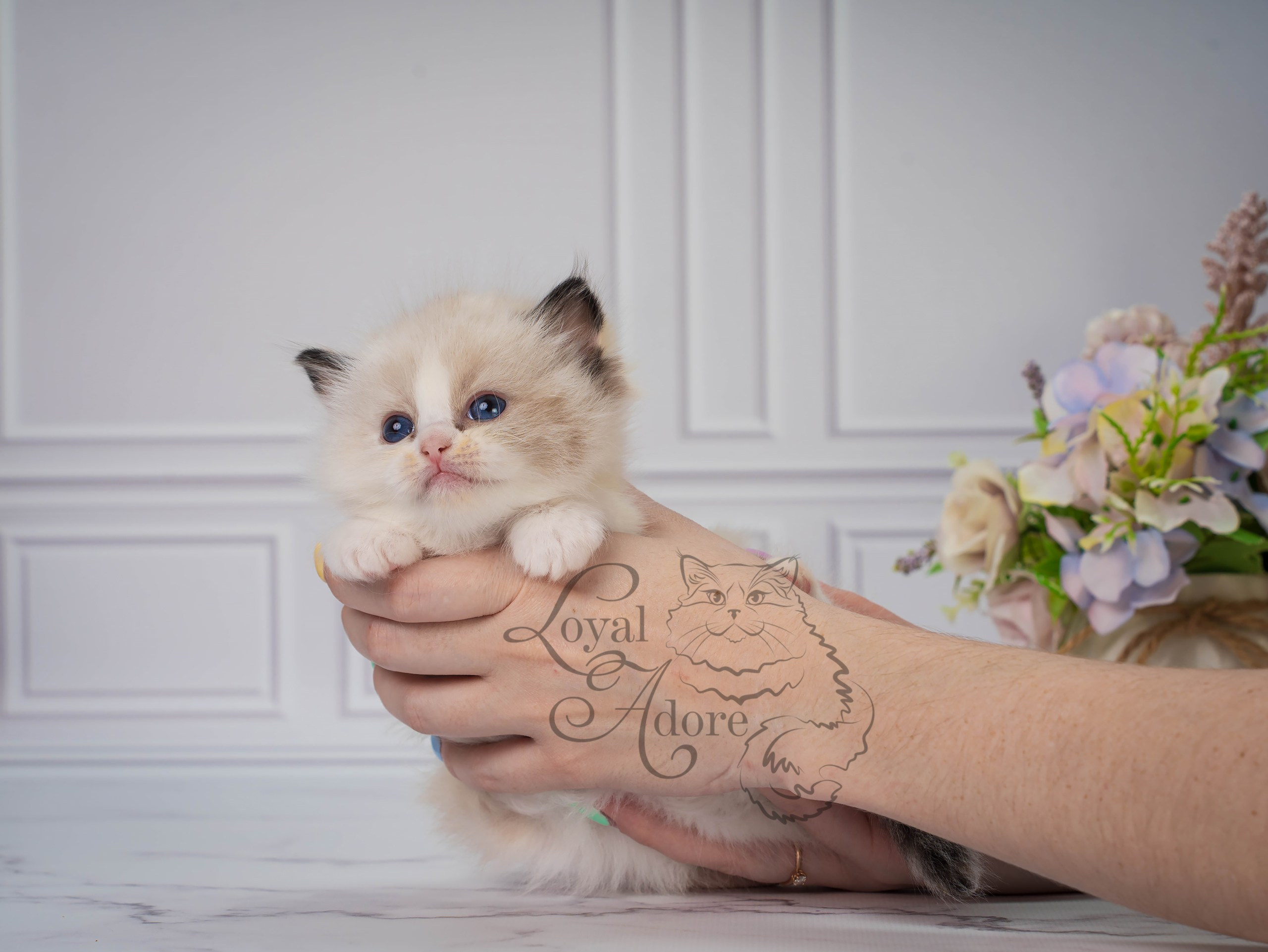 Все свободные котята. Питомник рэгдолл Loyal Adore